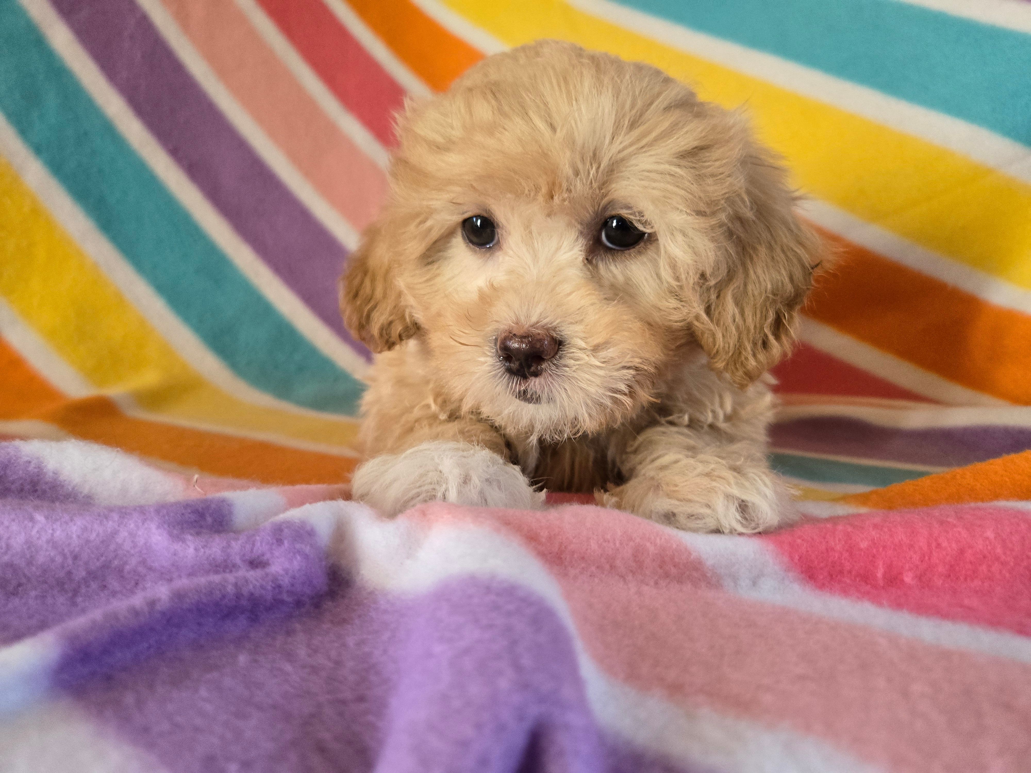 Shihpoo – Shihpoo puppy for sale in Buffalo, NY