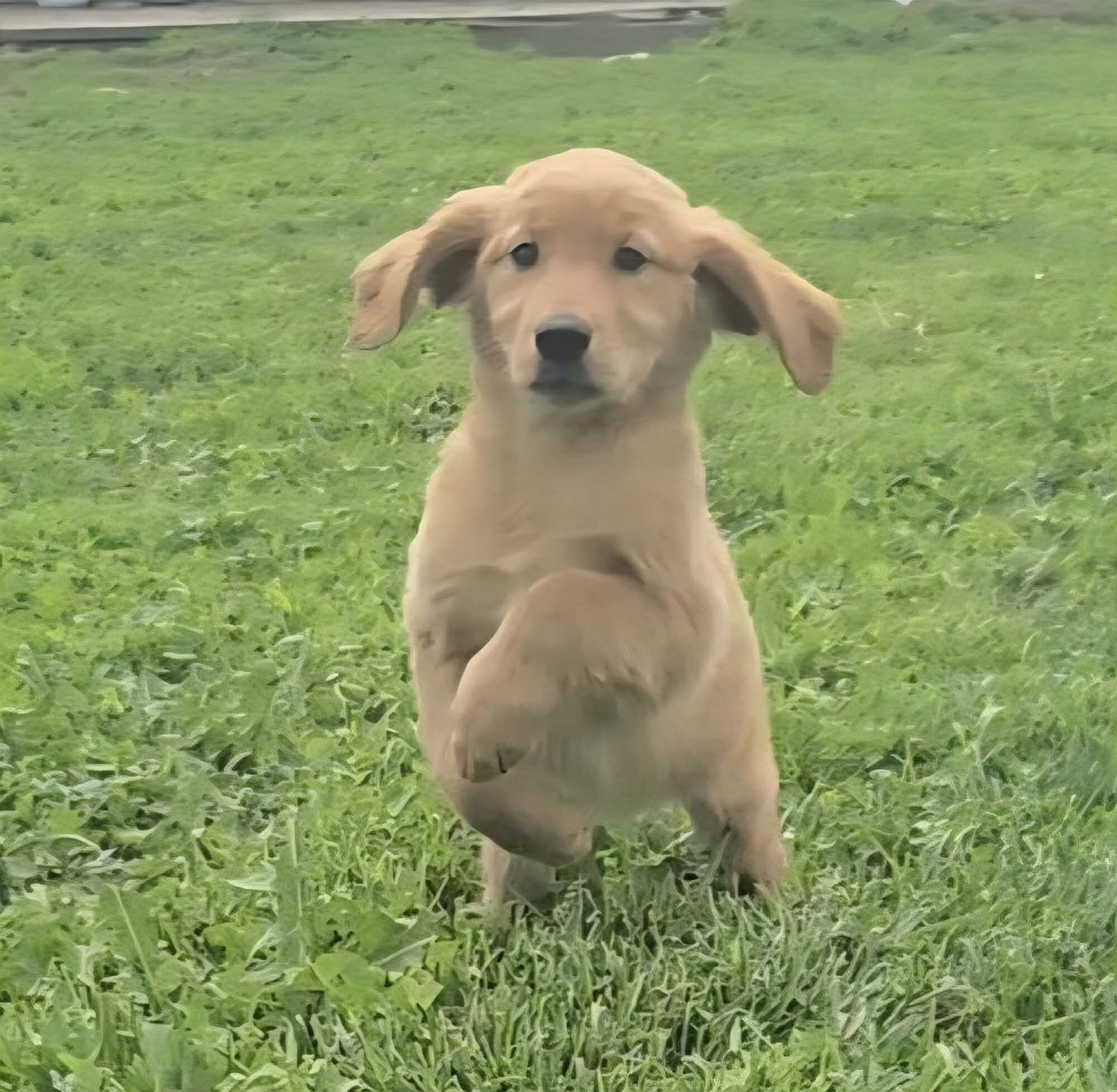 Fiona – Golden Retriever puppy for sale in Riga, MI