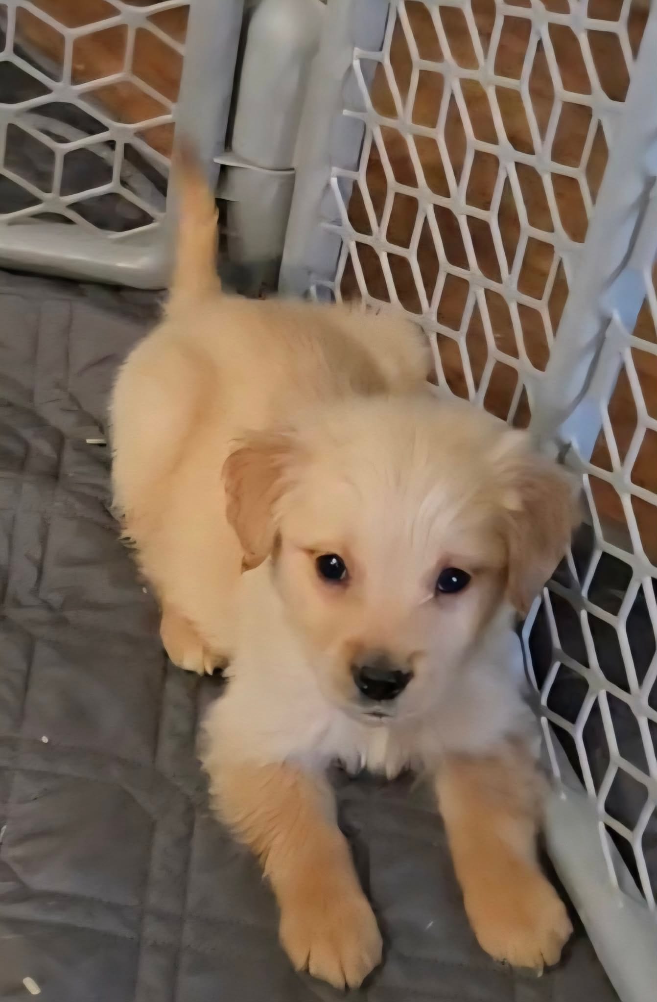 Gunner – Golden Retriever puppy for sale in Riga, MI