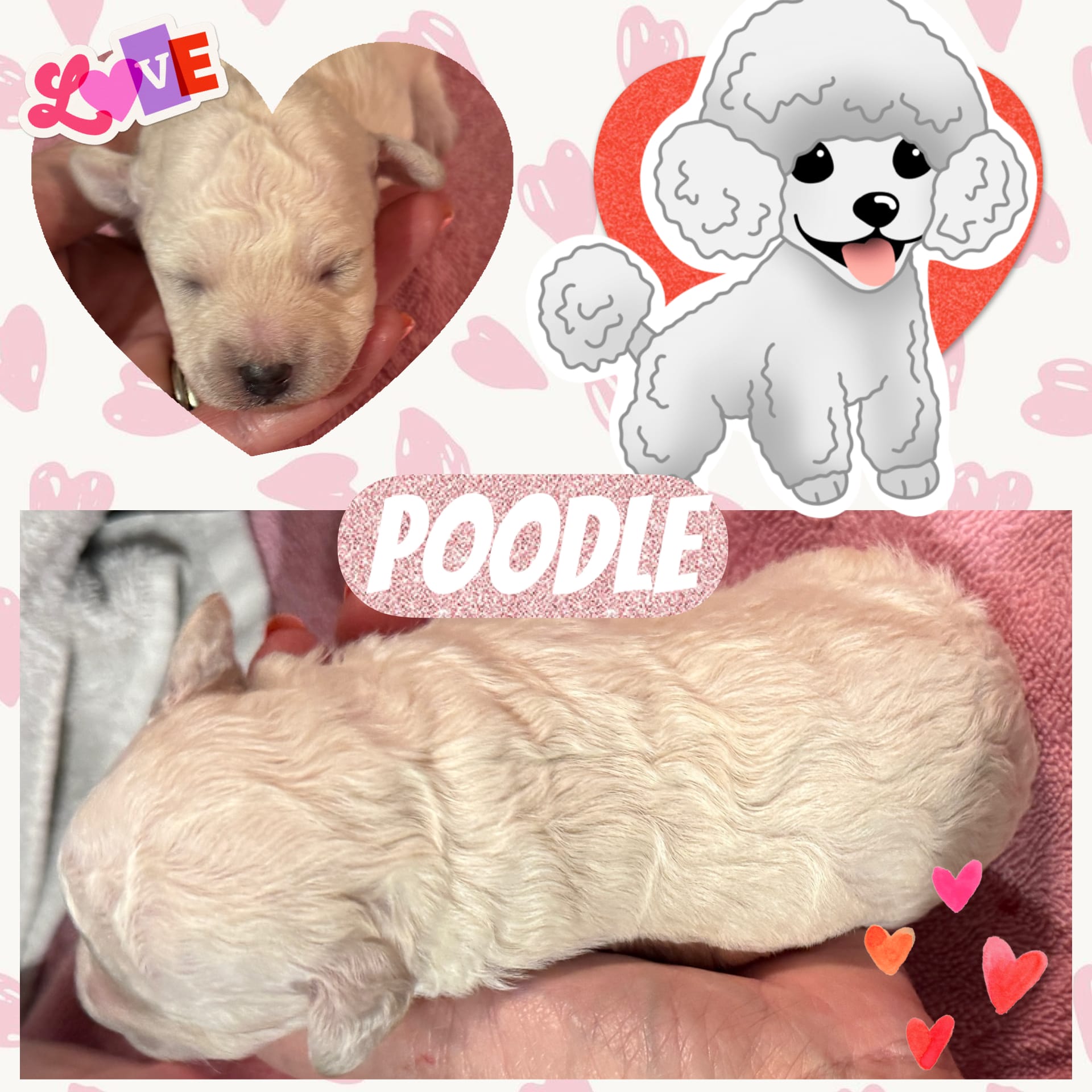Tootsie – Poodle - Toy  puppy for sale in Shreveport, LA
