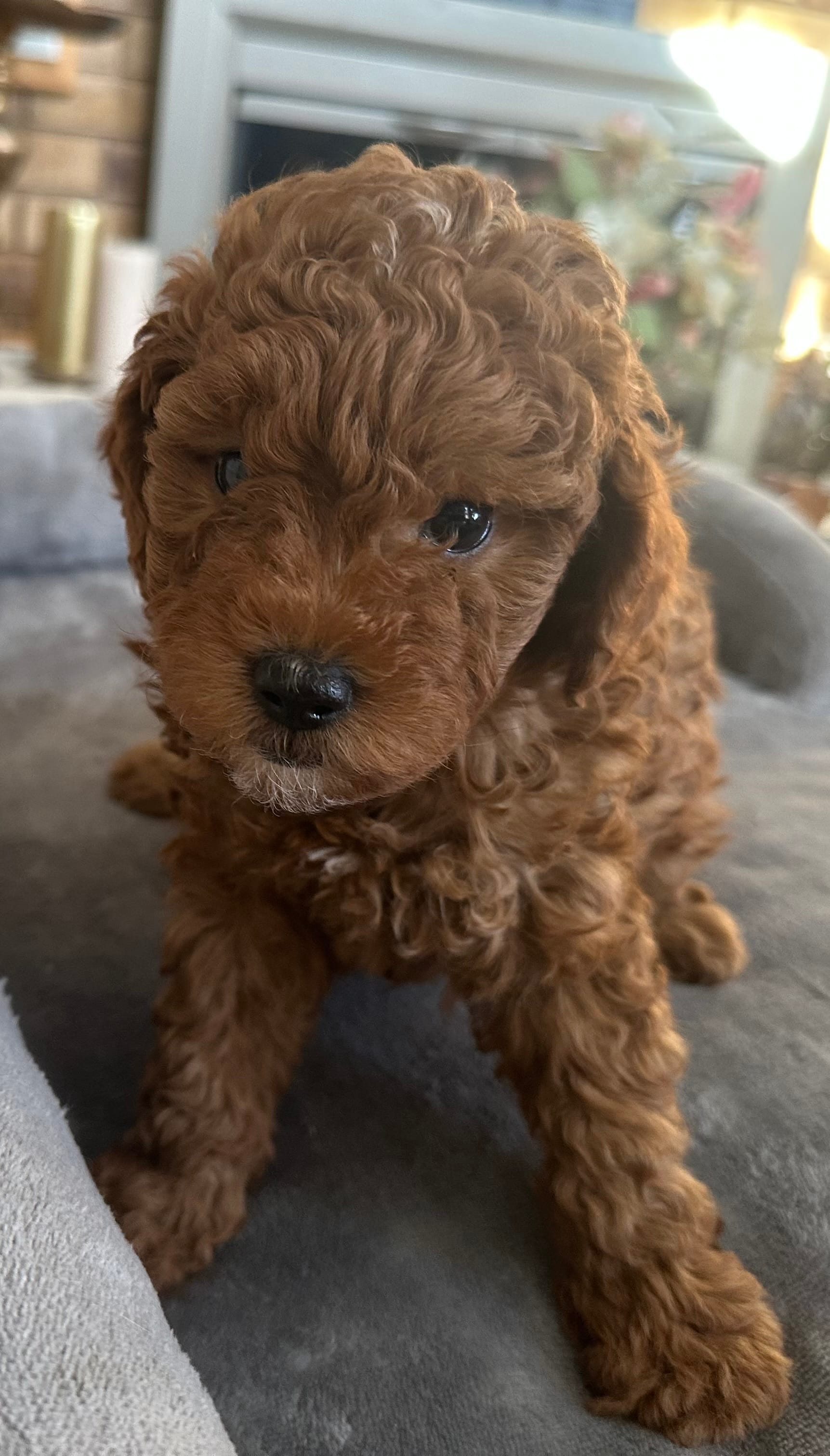 Lilly – Miniature Goldendoodle puppy for sale in Saint John, IN