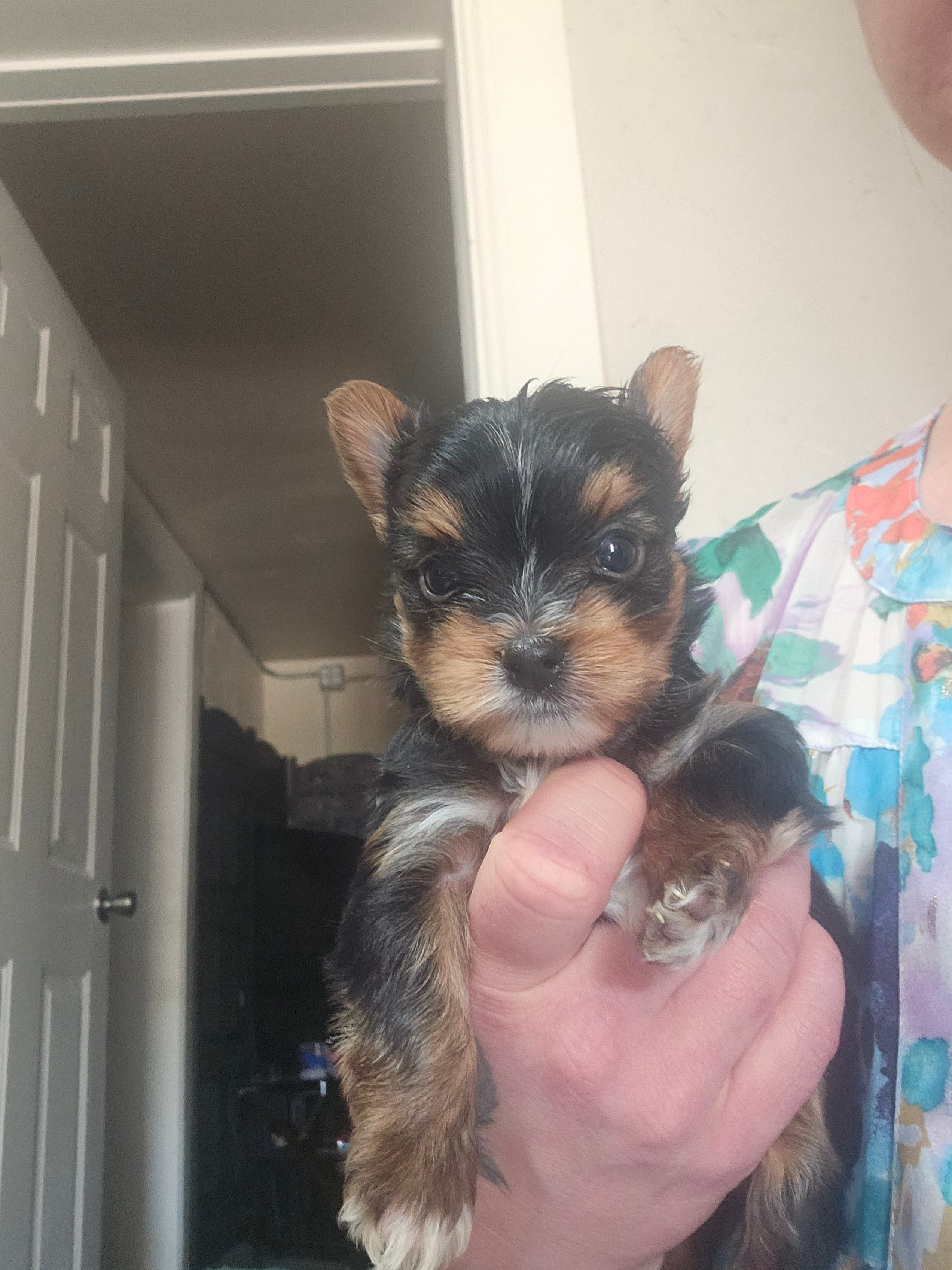 Yorkie F – Yorkshire Terrier puppy for sale in Denver, CO