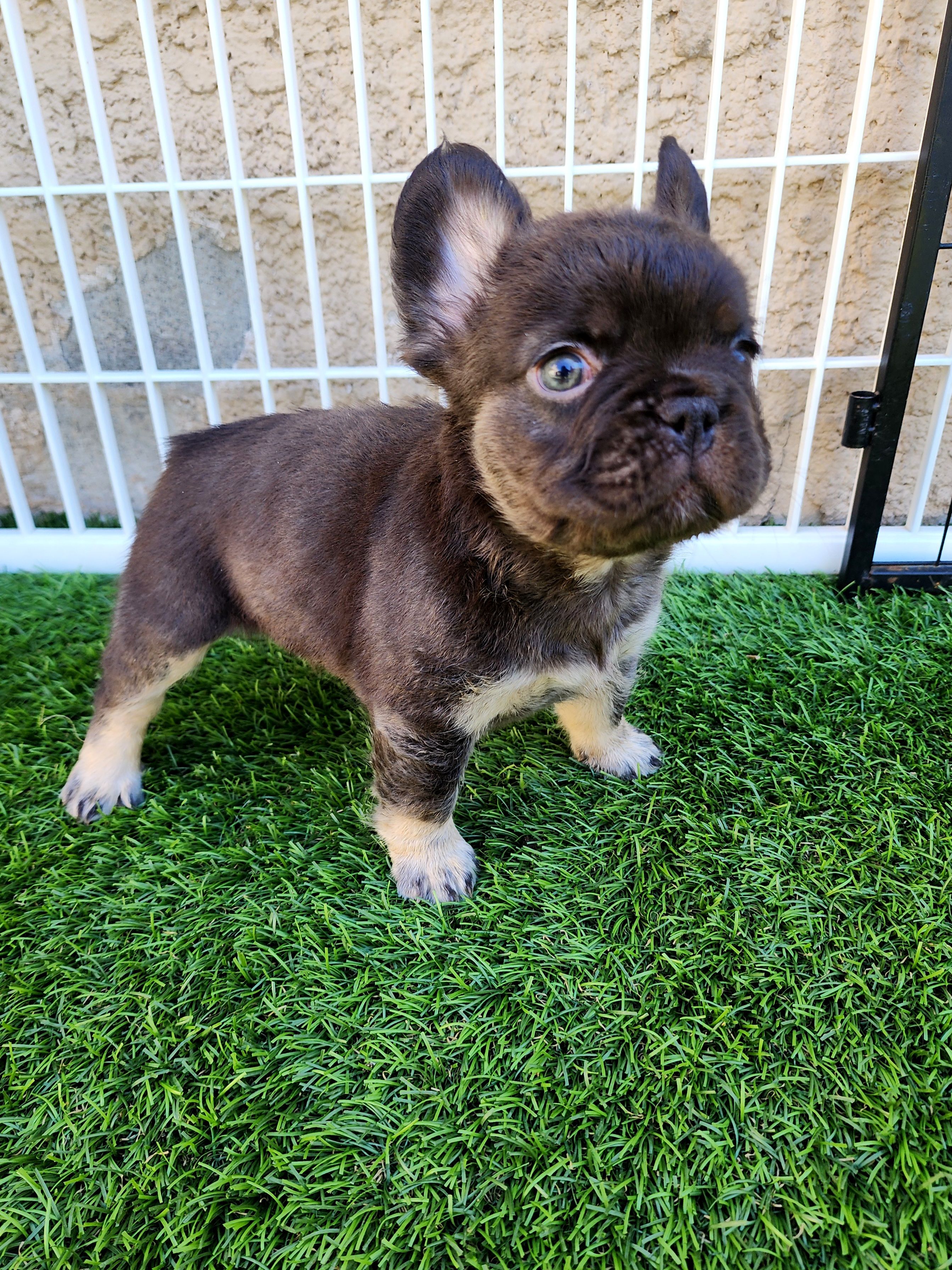 Baby Grizzly  – French Bulldog puppy for sale in Las Vegas, NV