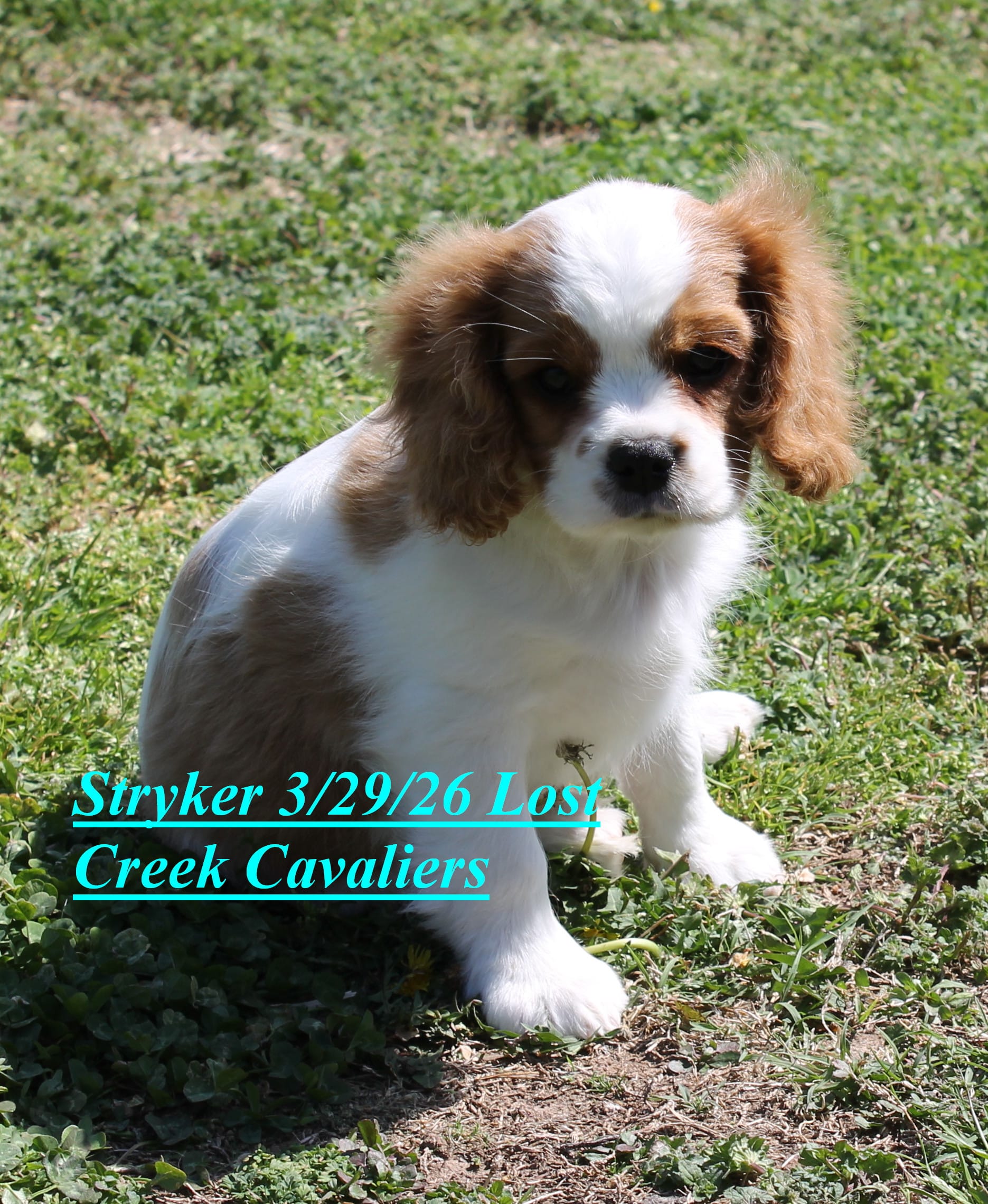 Stryker – Cavalier King Charles Spaniel puppy for sale in Quapaw, OK