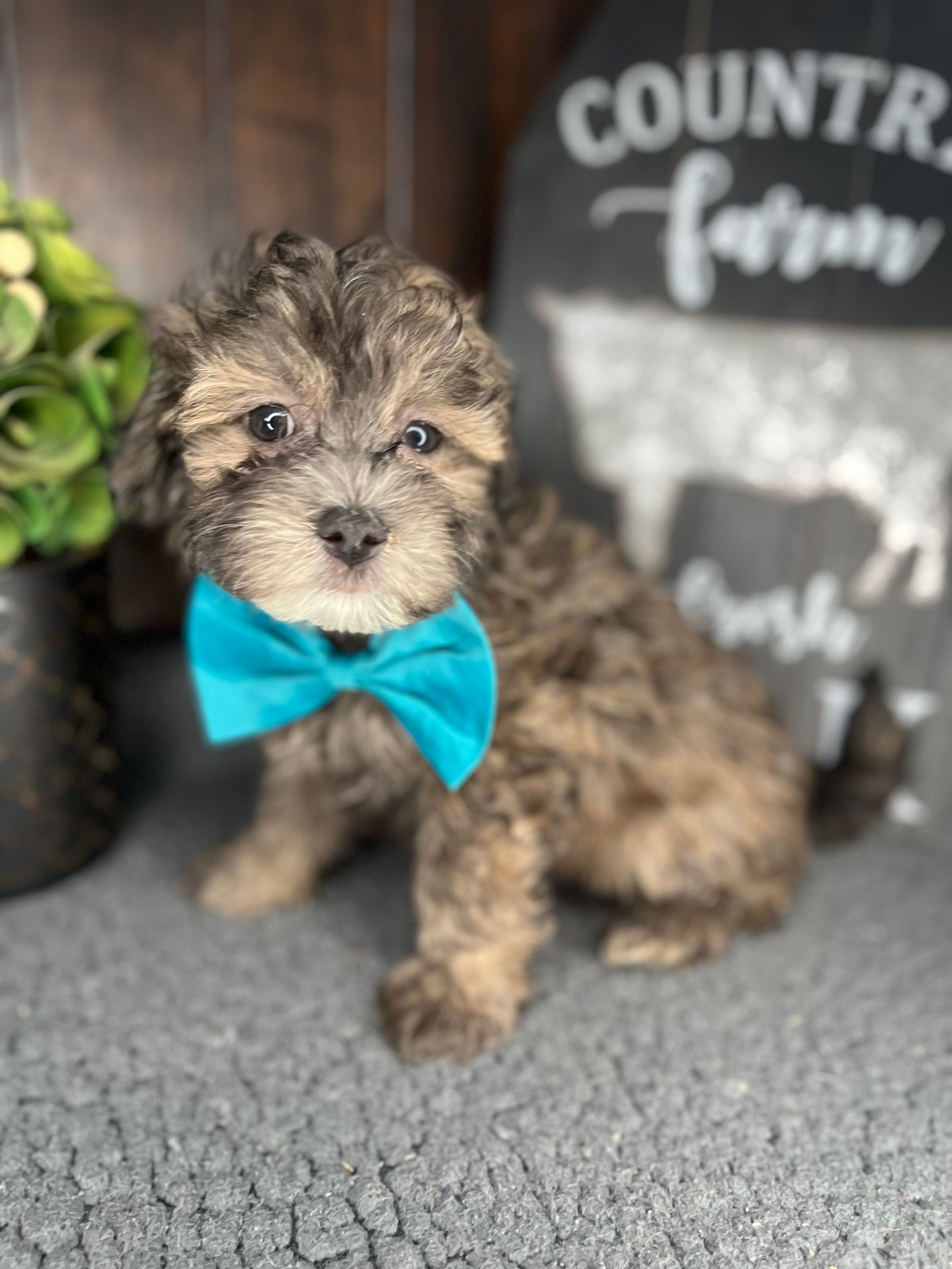 Cooper – Shihpoo puppy for sale in Indianapolis, IN