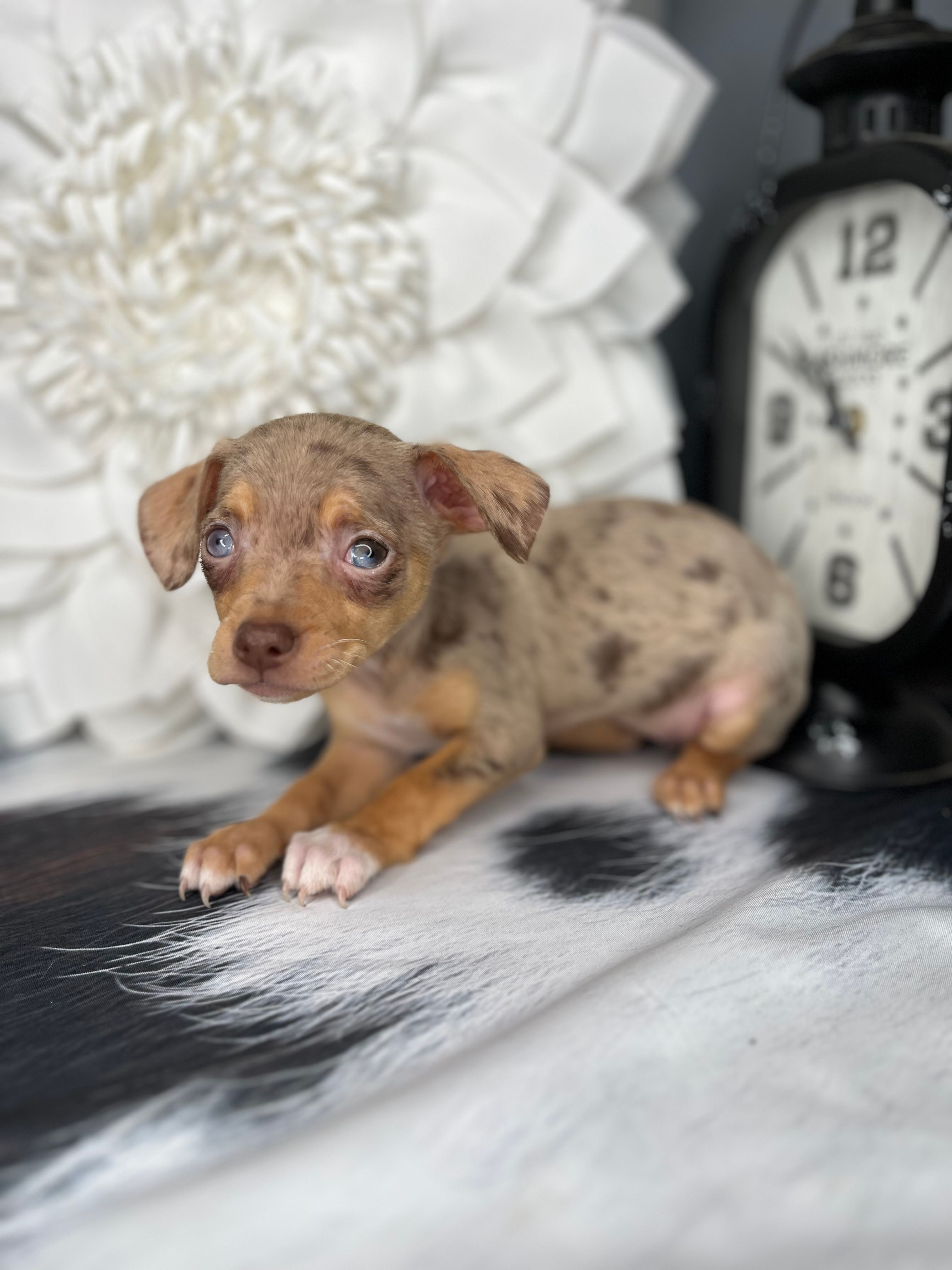 Sophie – Chihuahua puppy for sale in Indianapolis, IN