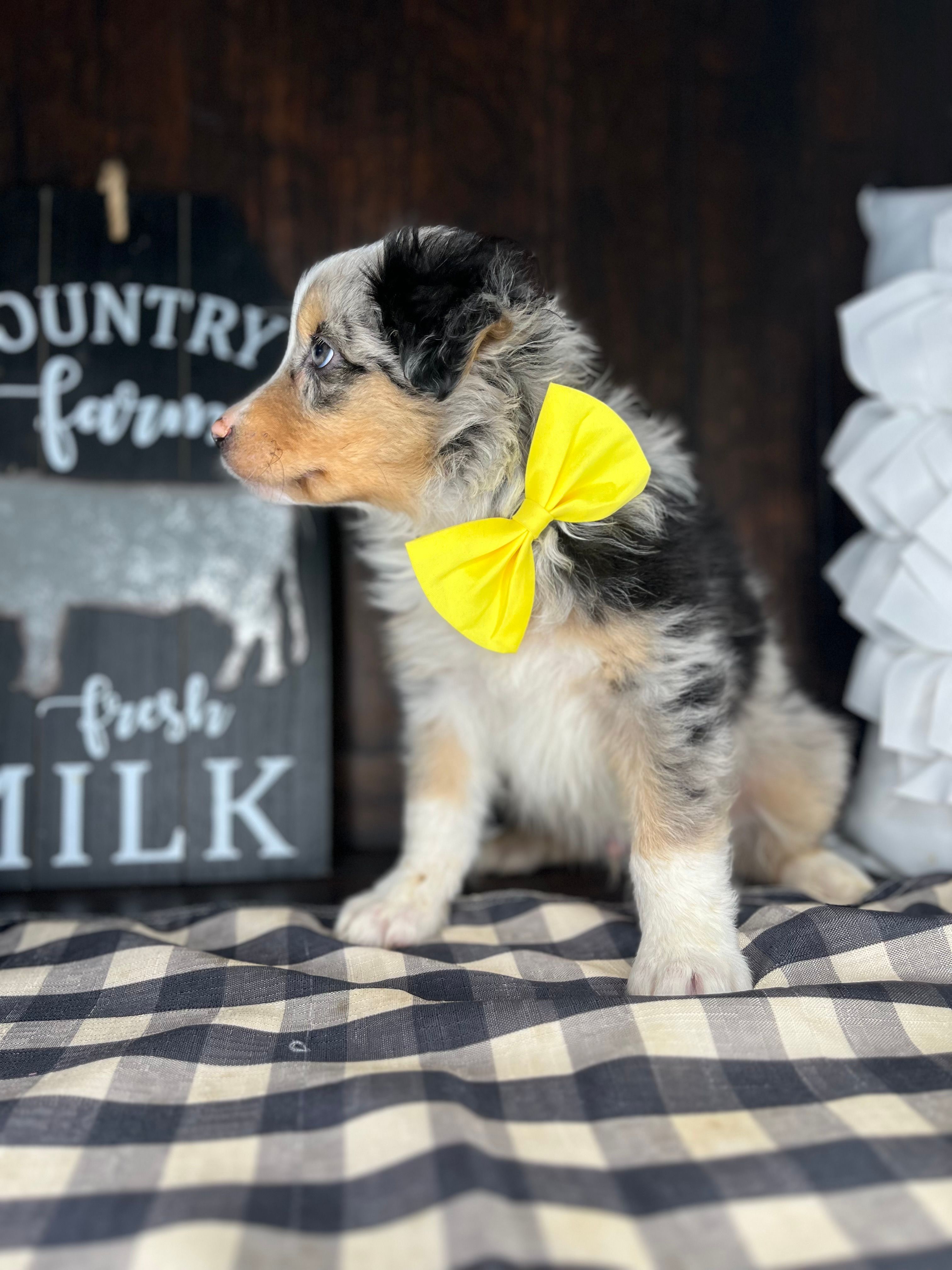 Mac – Australian Shepherd puppy for sale in Indianapolis, IN