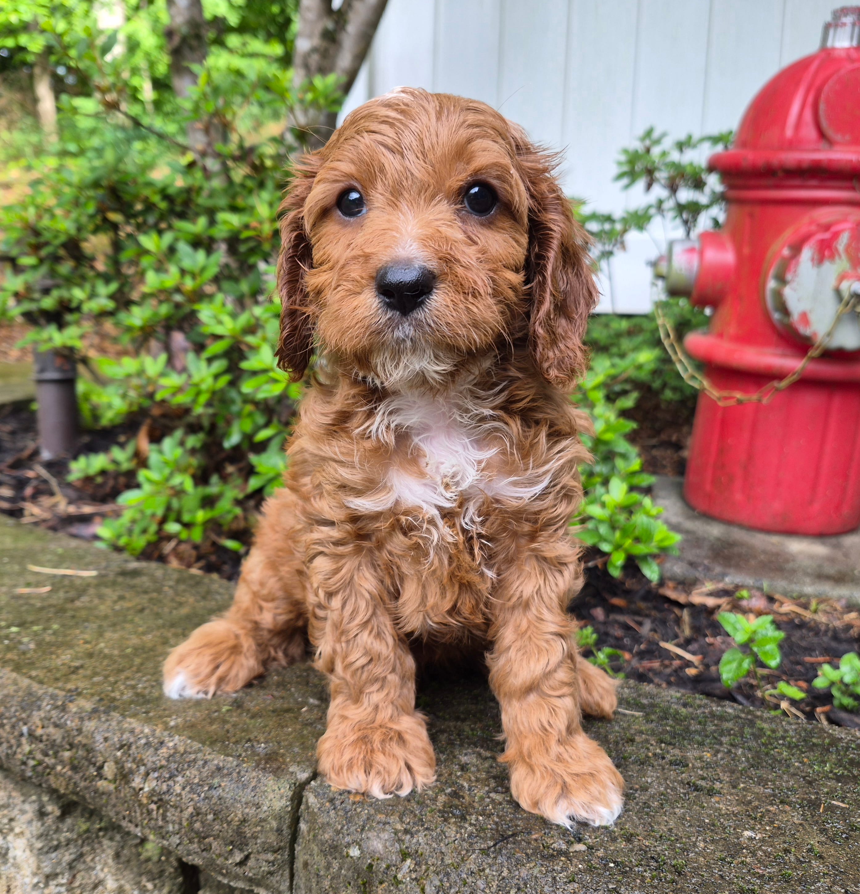 Red Boy #4 – Cavapoo, Cavalier King Charles Spaniel puppy for sale in Pigeon Forge, TN