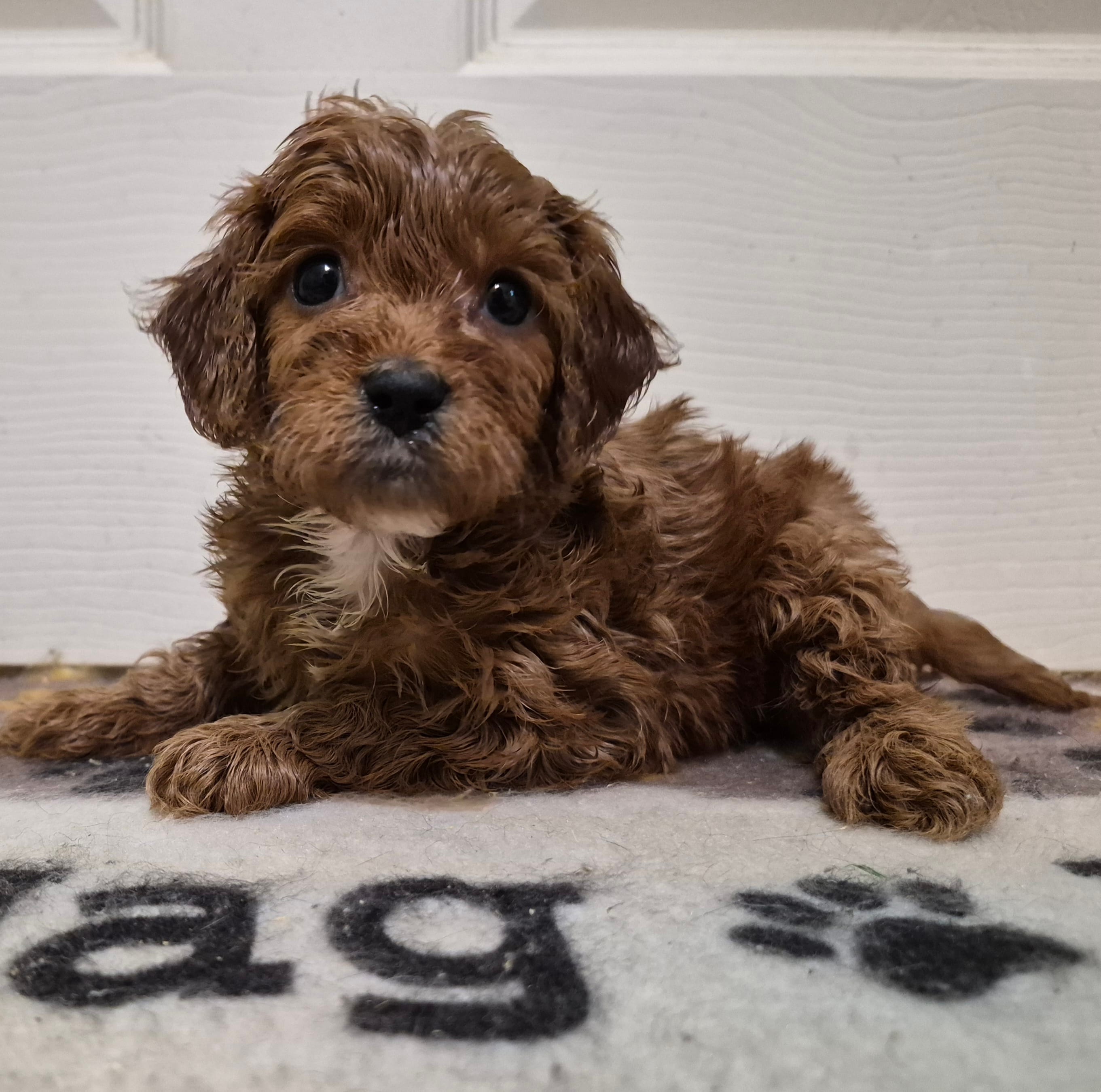 Red Girl – Cavapoo puppy for sale in Pigeon Forge, TN