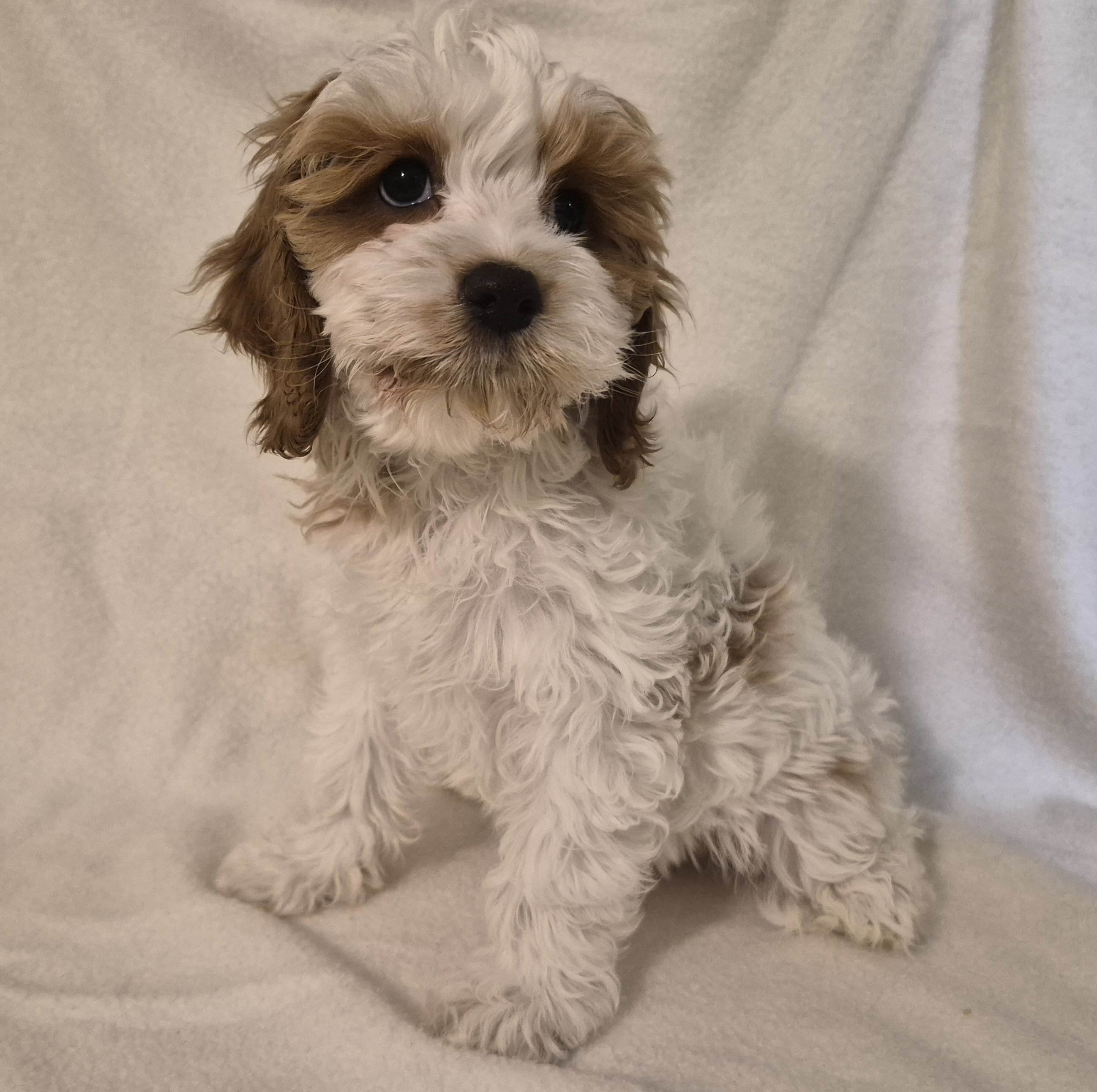 Ellie – Cavapoo puppy for sale in Pigeon Forge, TN
