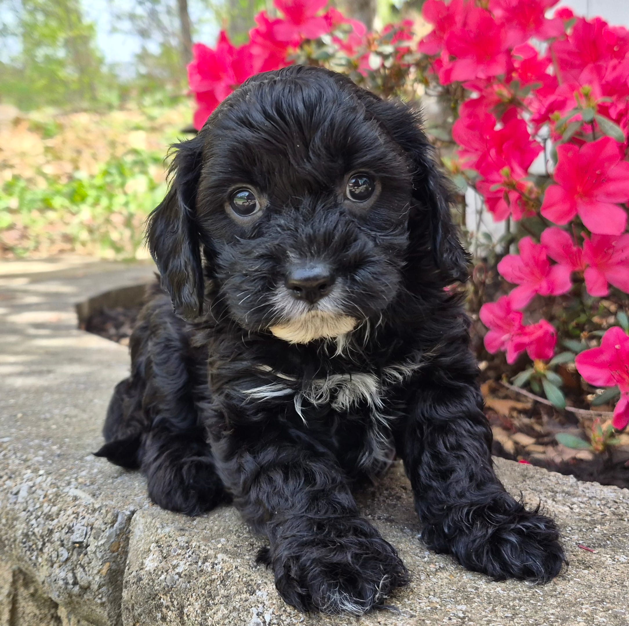 Mustache Black – Cavapoo puppy for sale in Pigeon Forge, TN