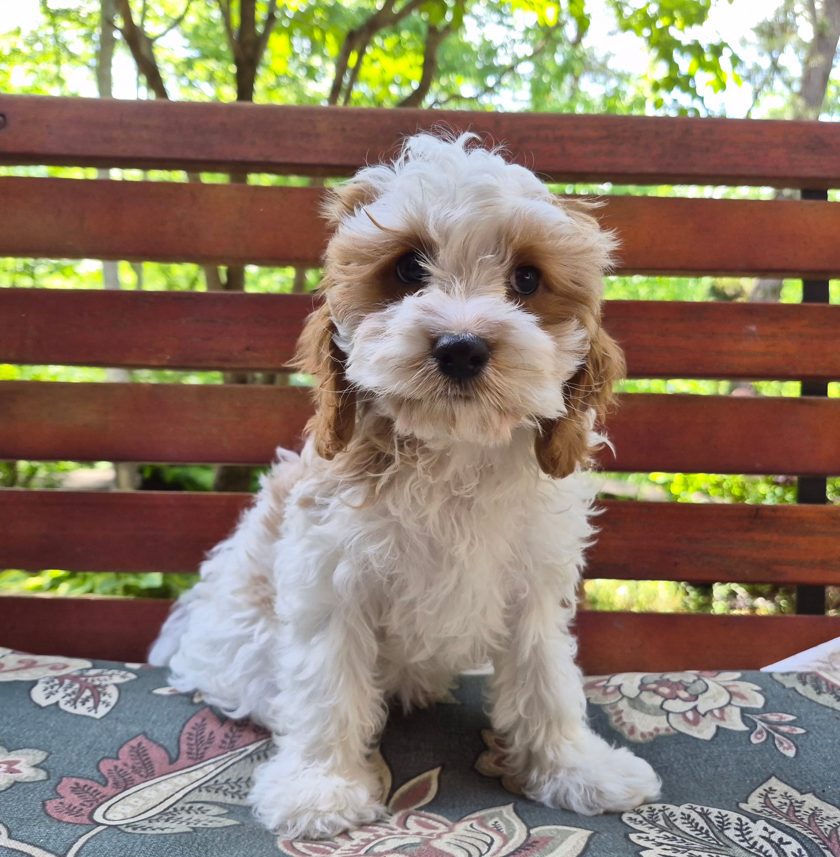 Ellie – Cavapoo puppy for sale in Pigeon Forge, TN
