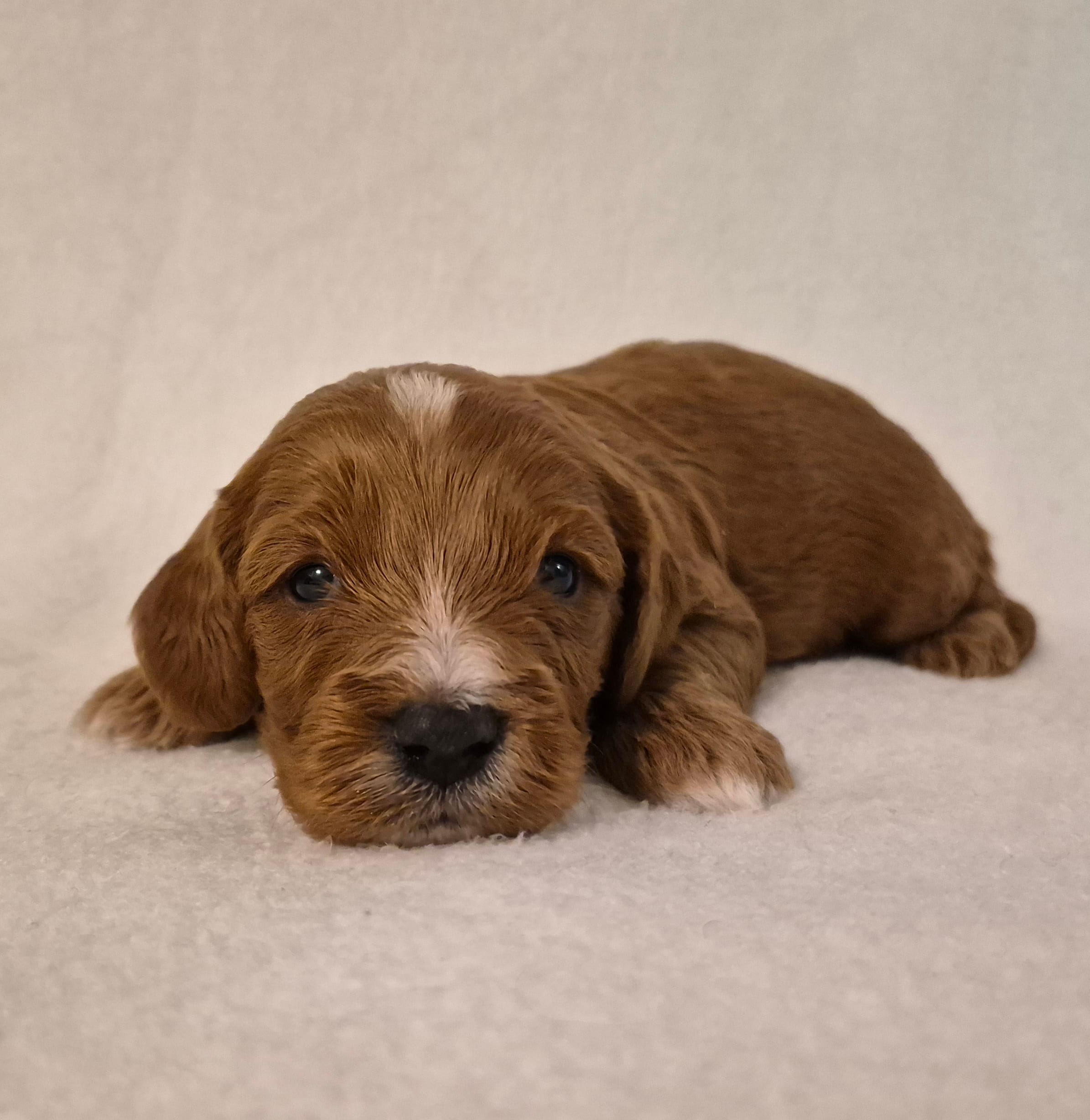 Red Boy #4 – Cavapoo puppy for sale in Pigeon Forge, TN