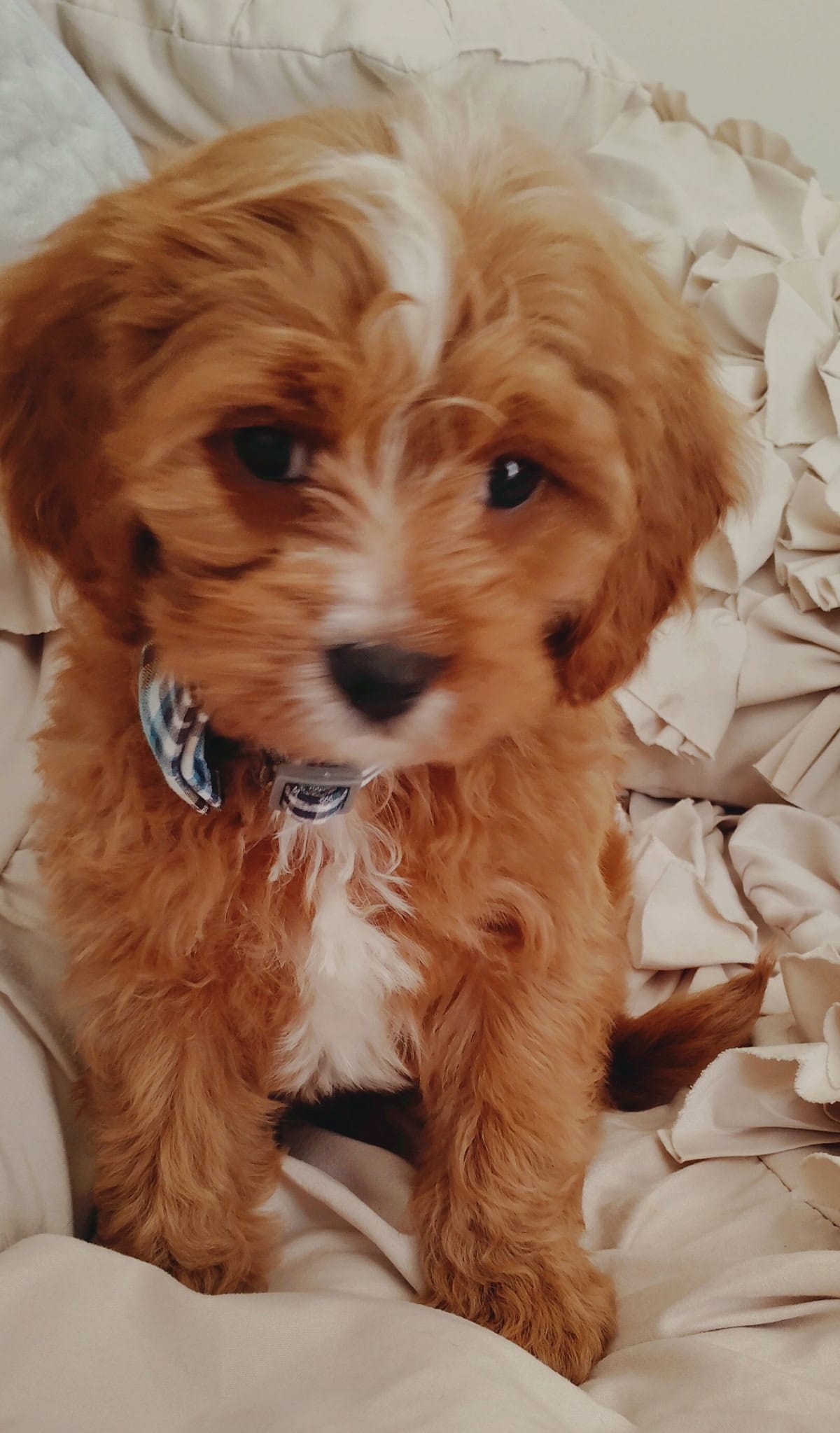Teddy – Cavapoo puppy for sale in Pigeon Forge, TN