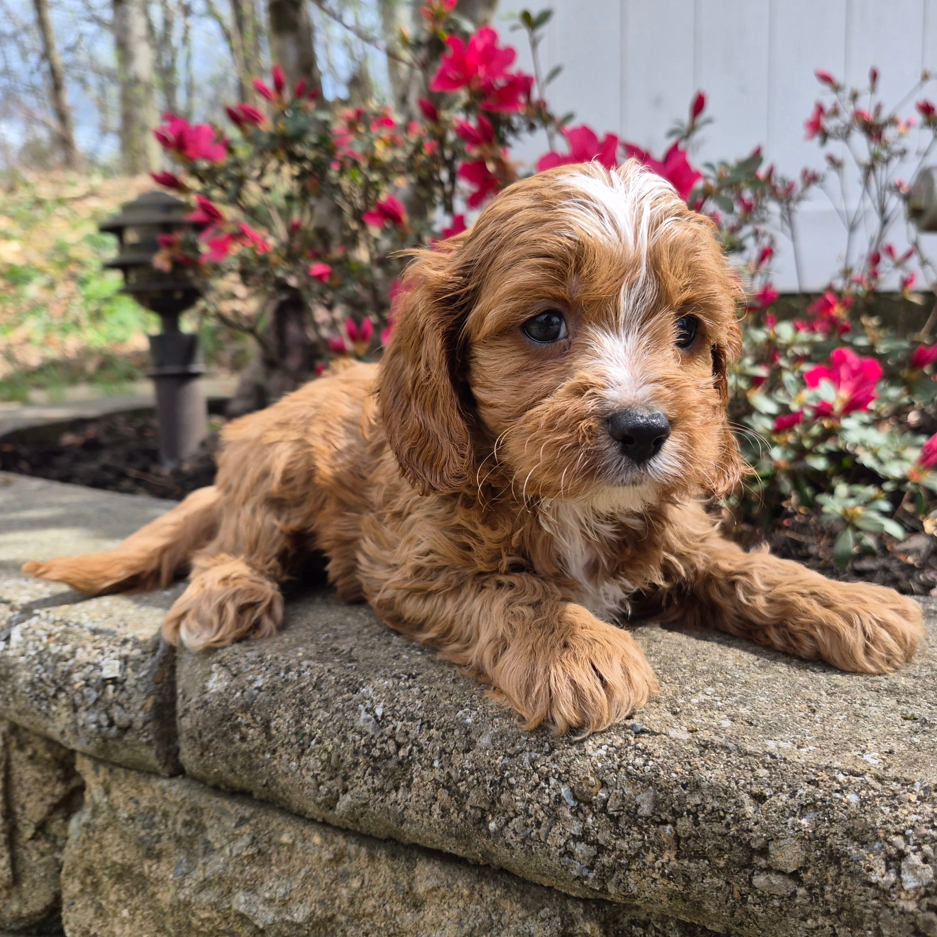 Teddy – Cavapoo puppy for sale in Pigeon Forge, TN