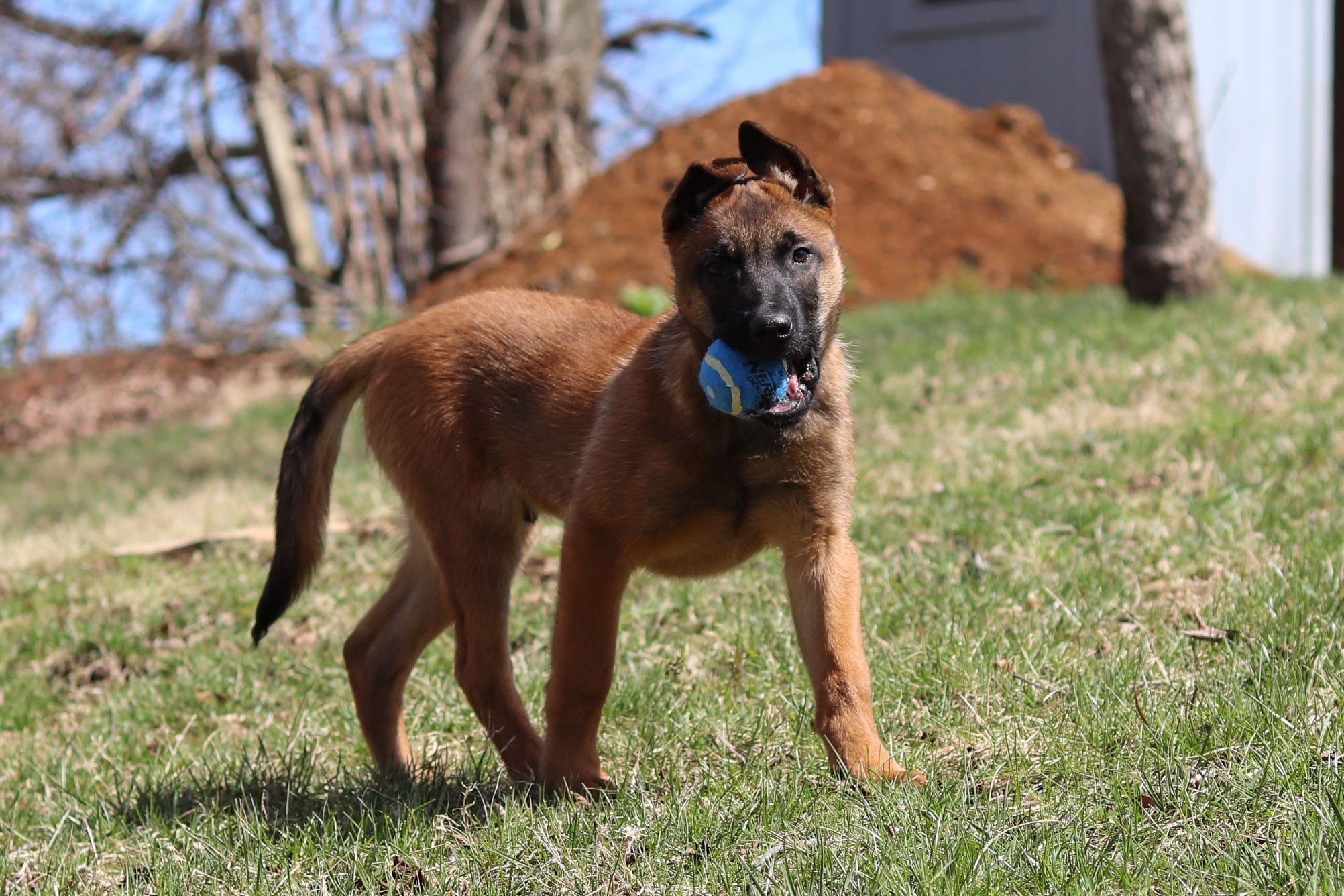 Easton – Belgian Malinois puppy for sale in Fredericksburg, OH