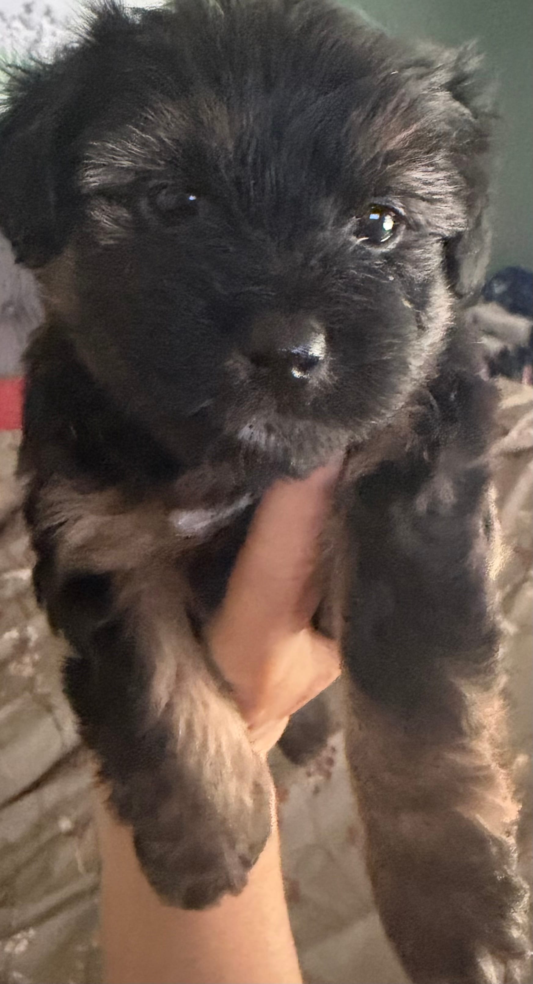 Cookie – Chihuahua, Yorkshire Terrier puppy for sale in Brooksville, FL