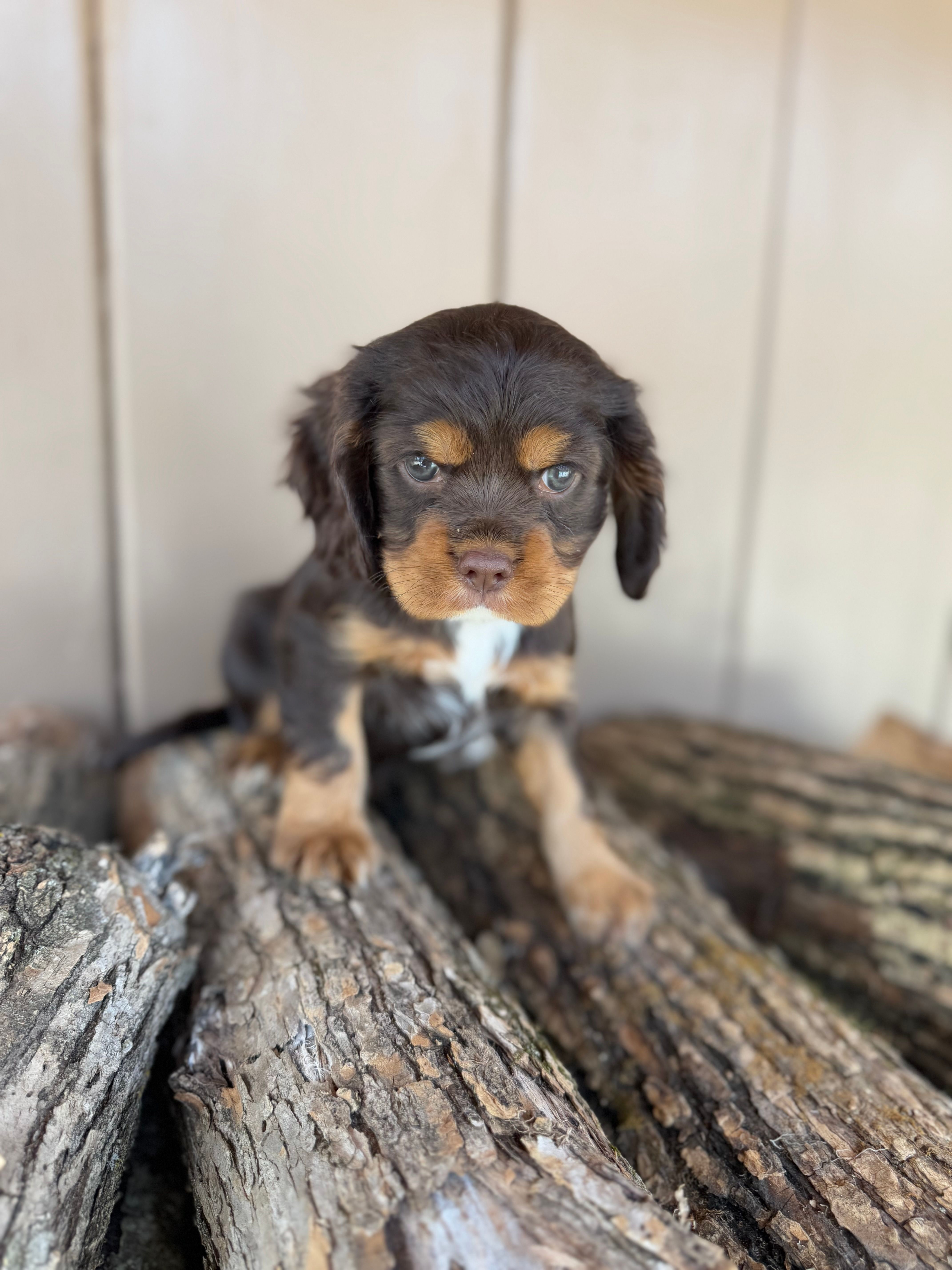 Molly – Cockalier puppy for sale in Seneca, MO