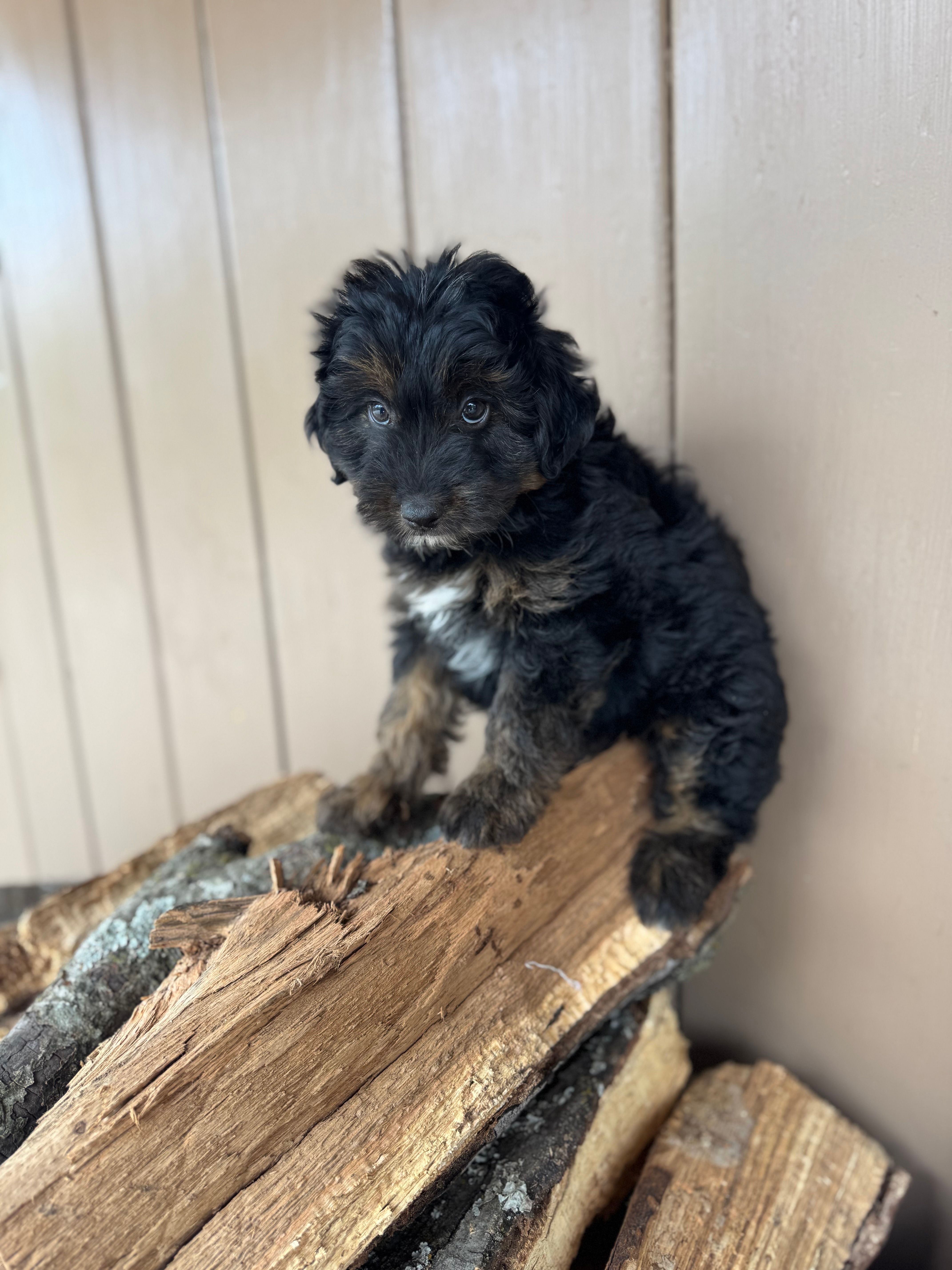 Poe – Miniature Aussiedoodle puppy for sale in Seneca, MO