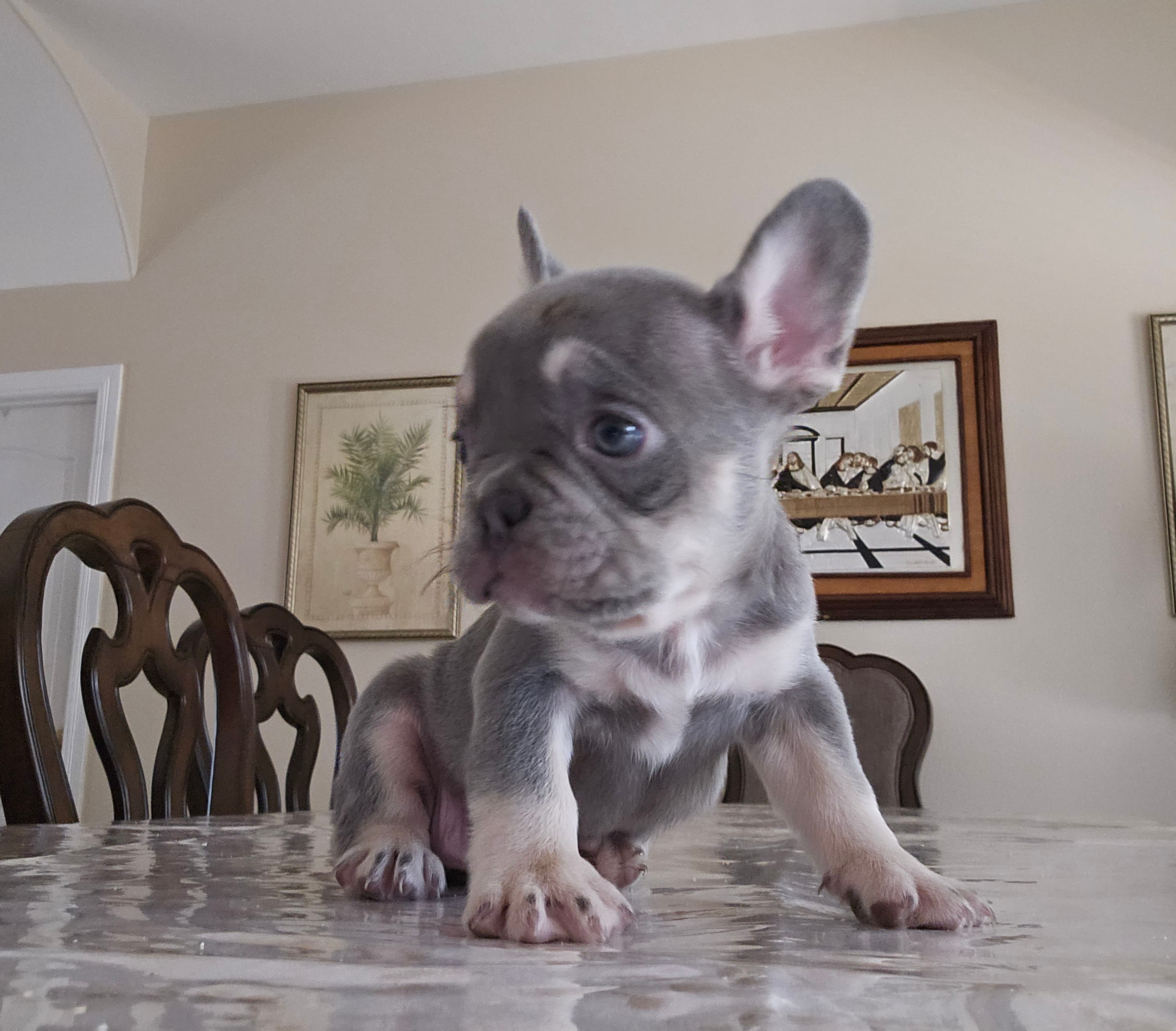 Gono – French Bulldog puppy for sale in San Antonio, TX