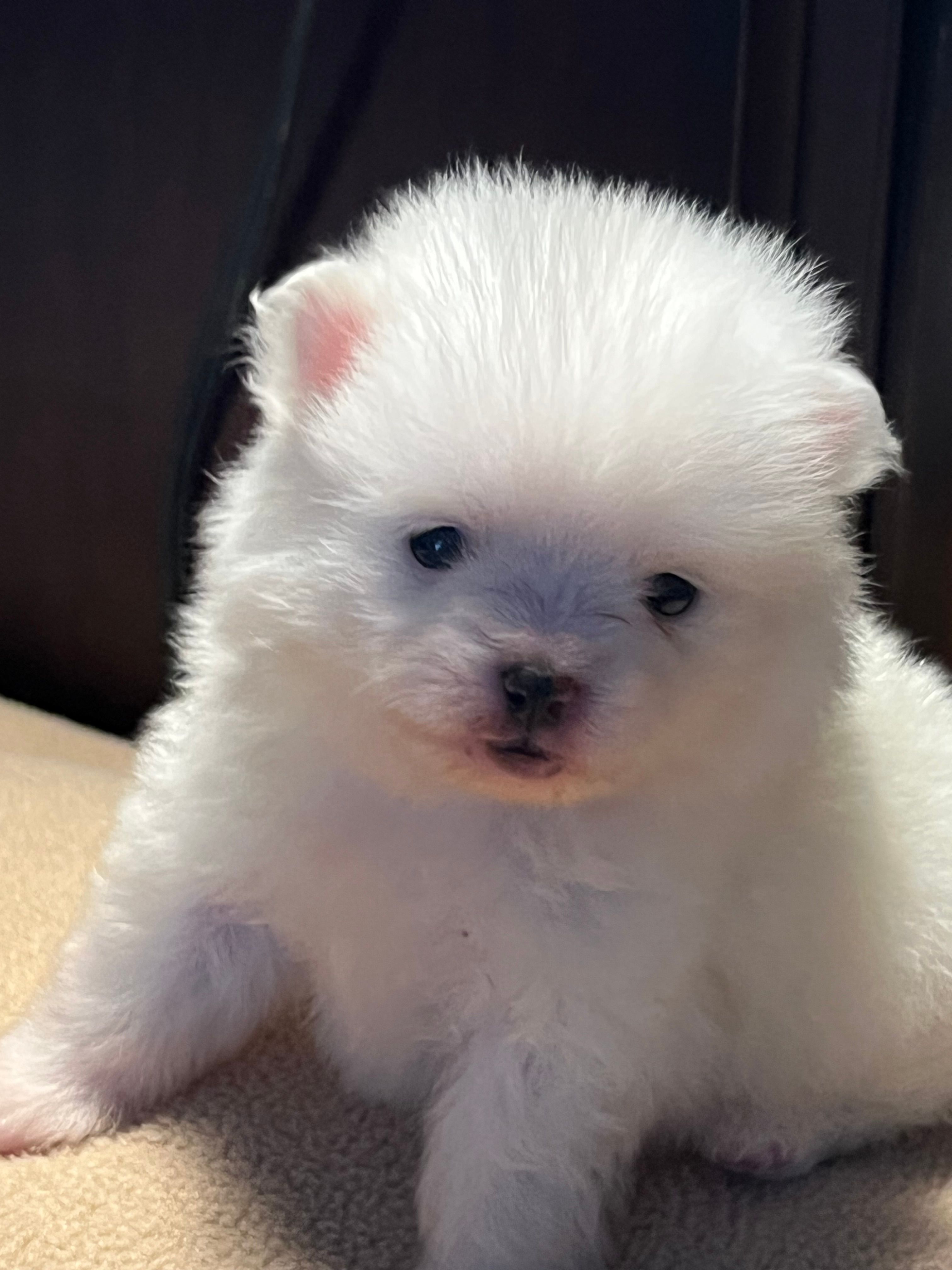 Cupcake – Pomchi puppy for sale in Southaven, MS