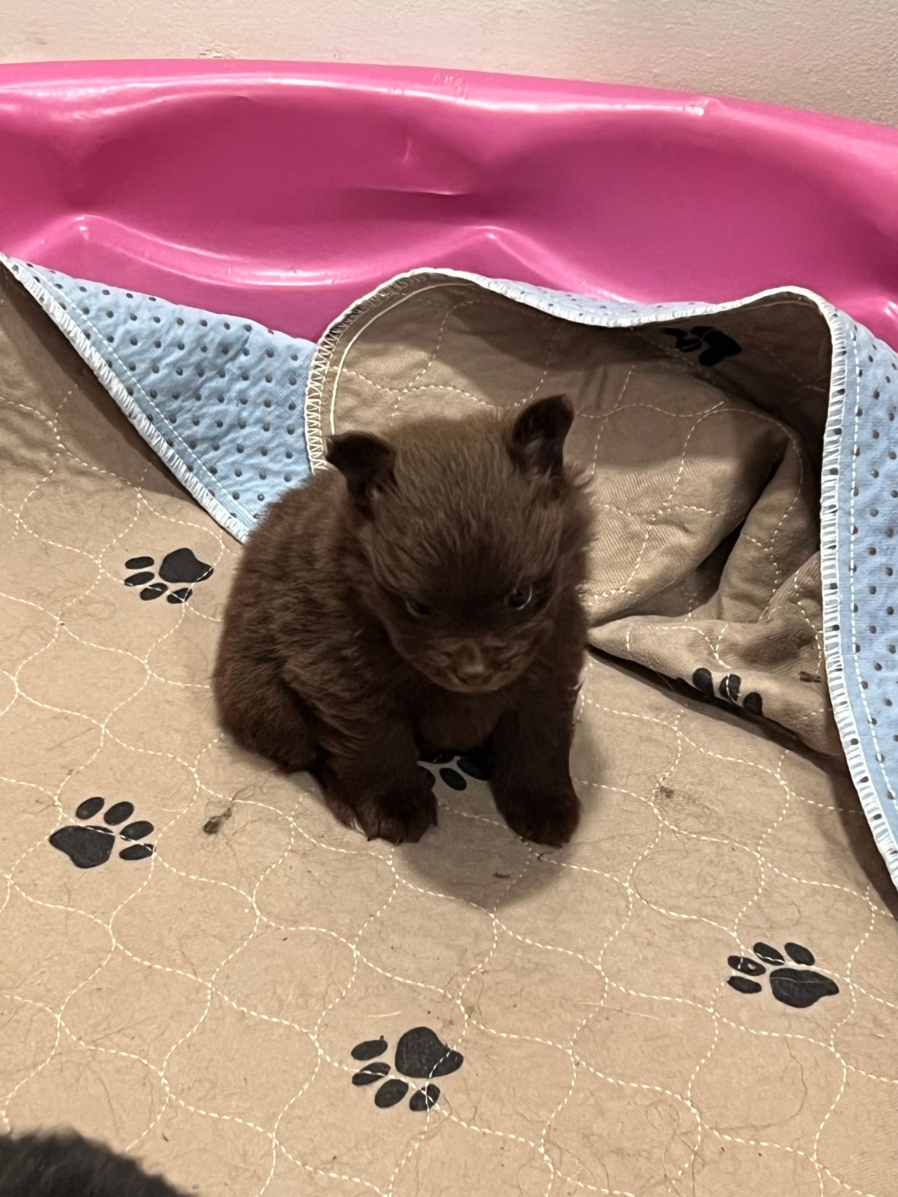 Puddin – Pomeranian puppy for sale in Sanford, NC