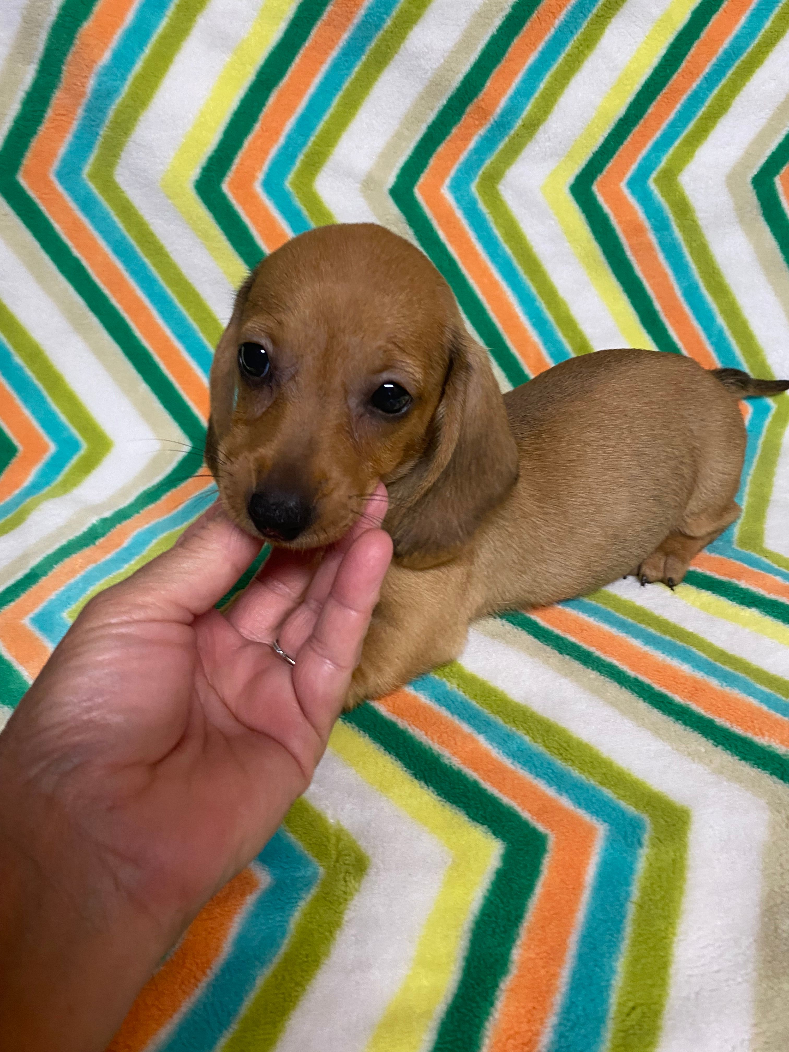 Maggie  – Miniature Dachshund puppy for sale in Heidelberg, MS