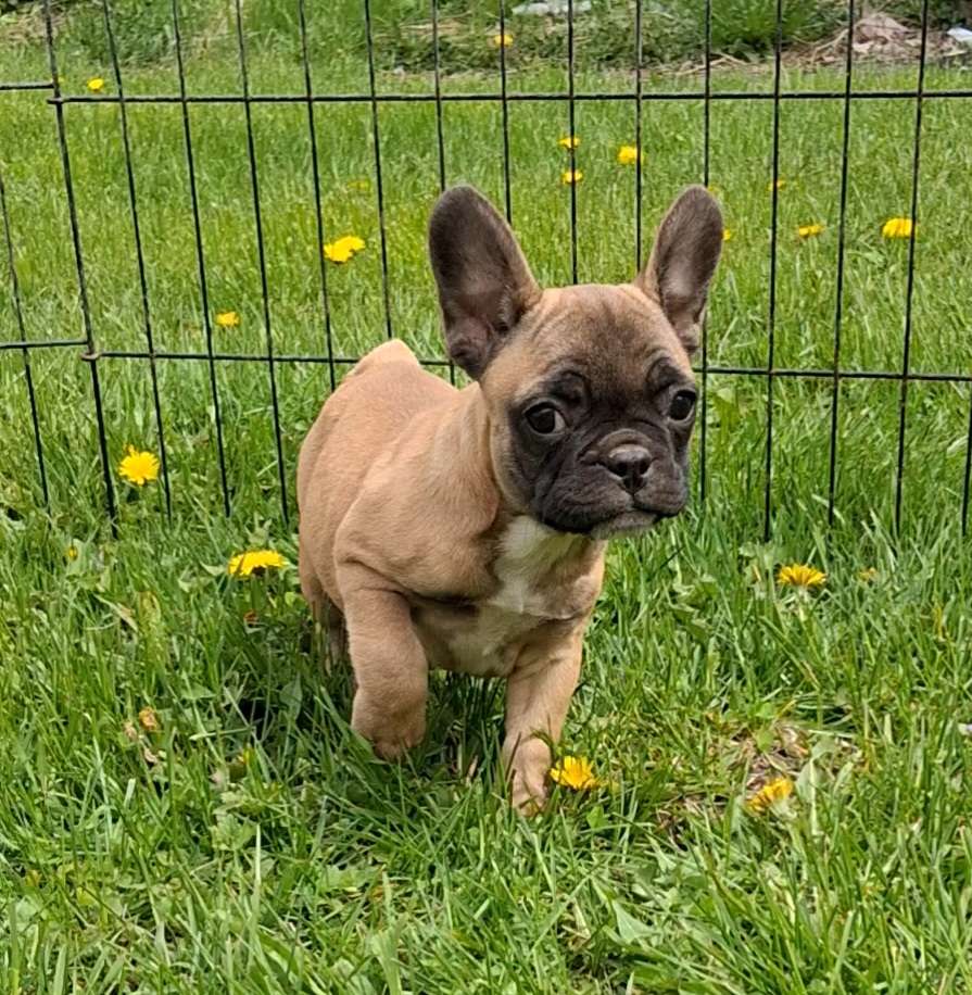 Lil Bit – French Bulldog puppy for sale in Blair, WI