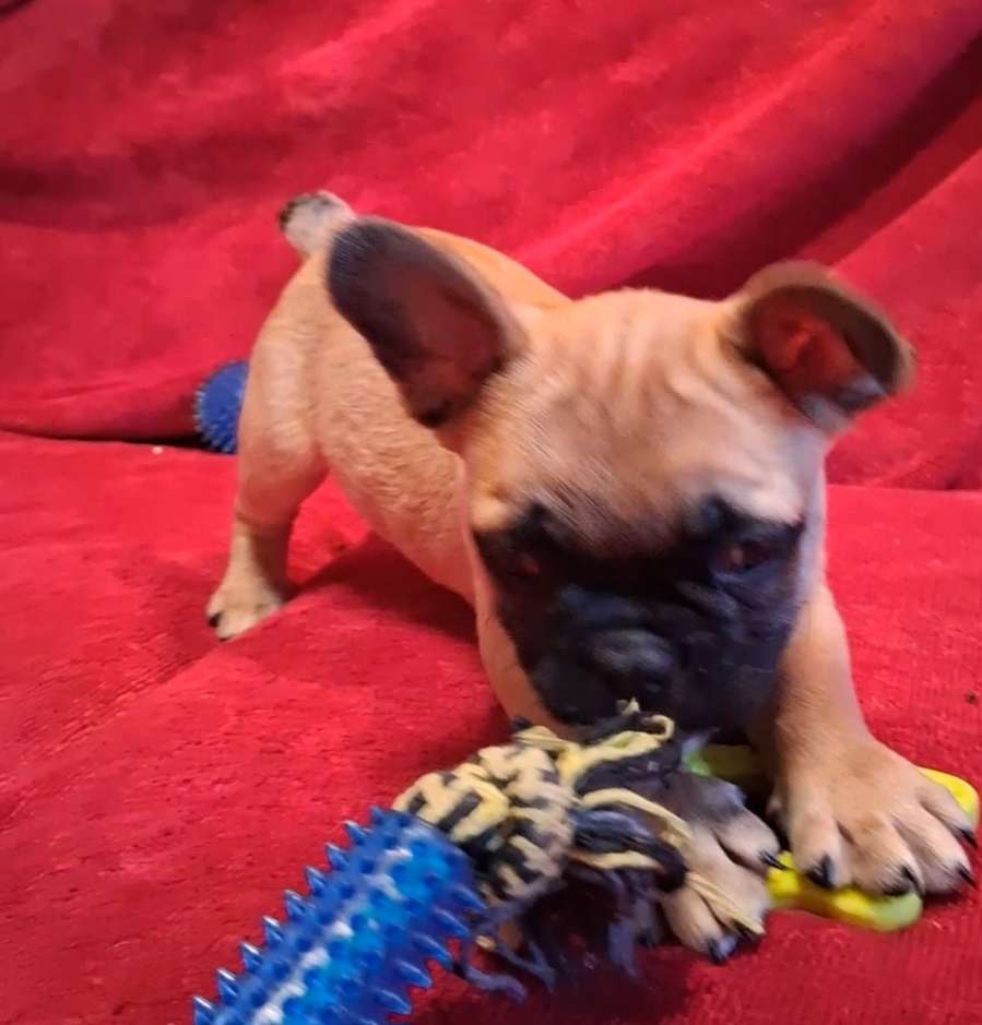 Aladdin  – French Bulldog puppy for sale in Blair, WI