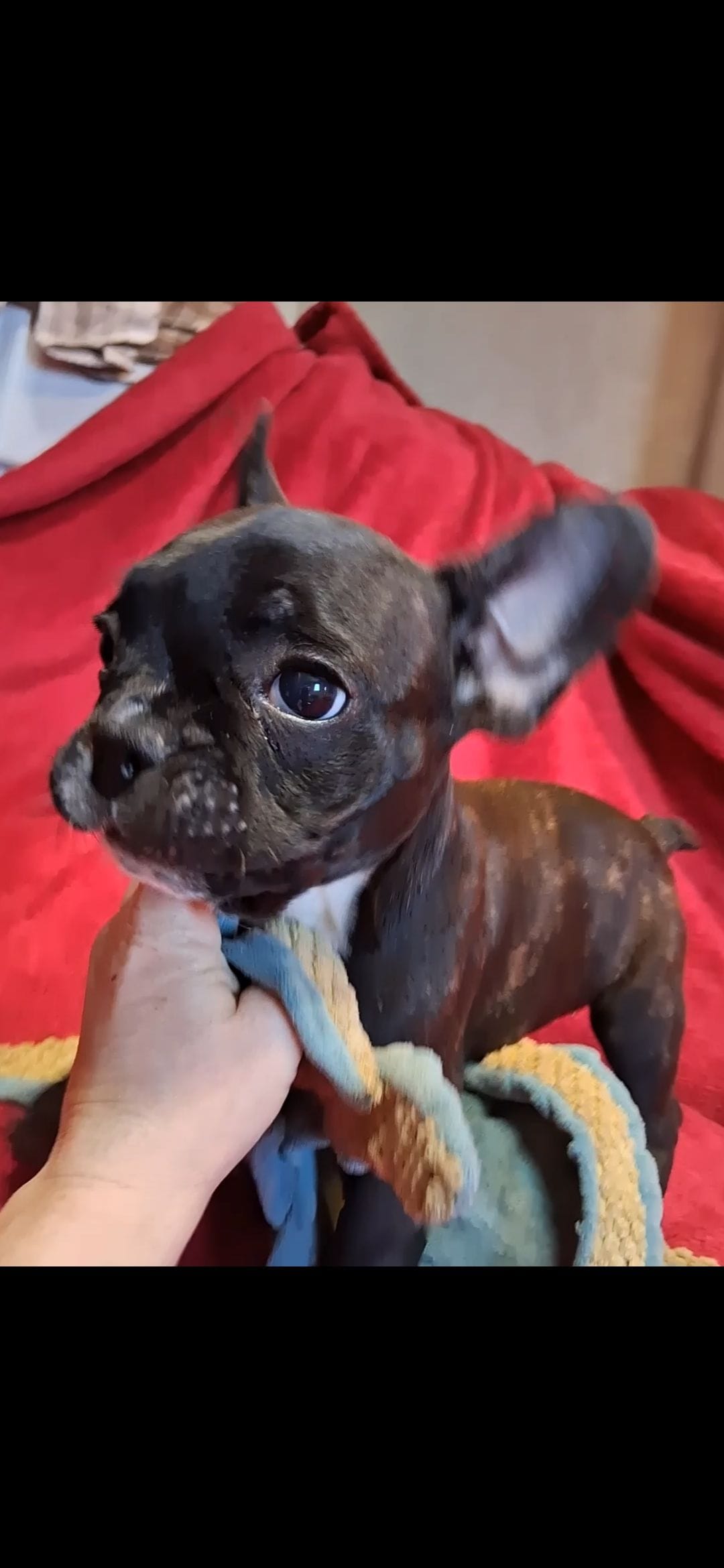 Raja – French Bulldog puppy for sale in Blair, WI