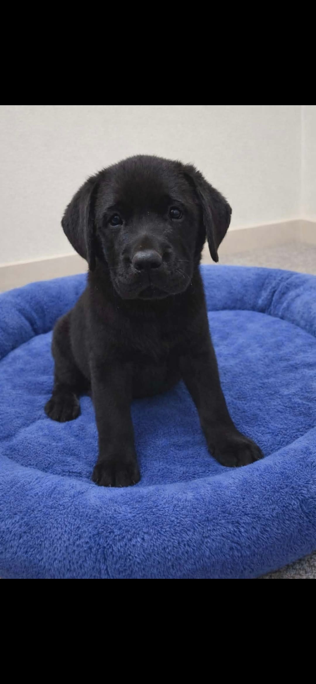 Black Boy – Labrador Retriever puppy for sale in Redding, CA
