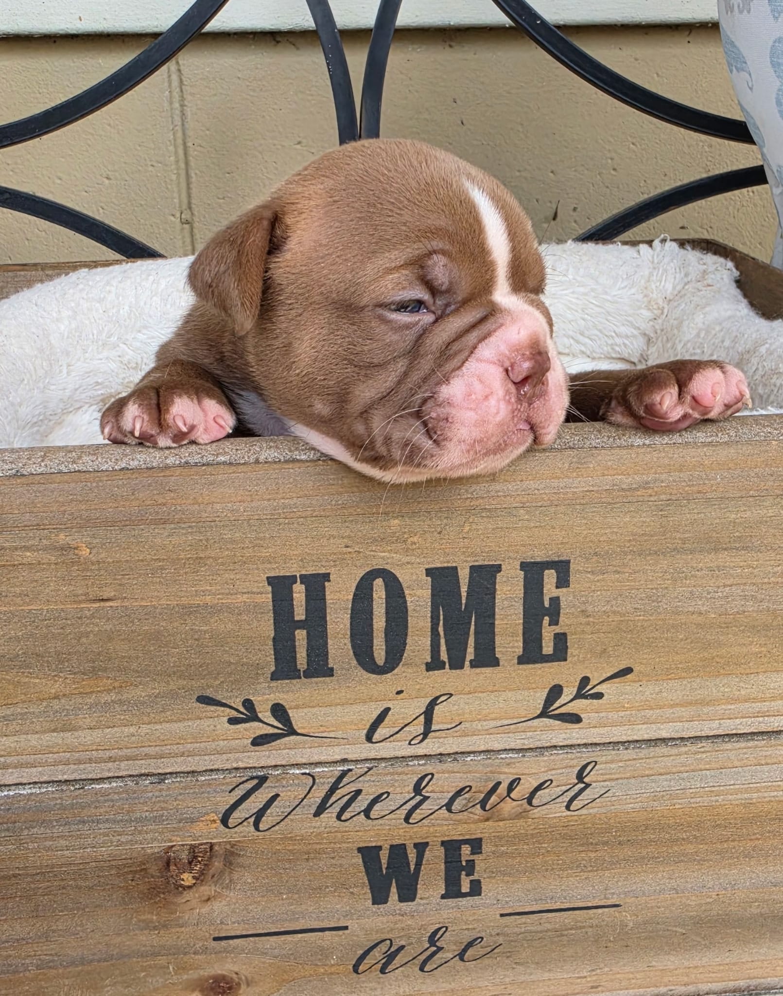 Maverick – Olde English Bulldogge puppy for sale in Orlando, FL