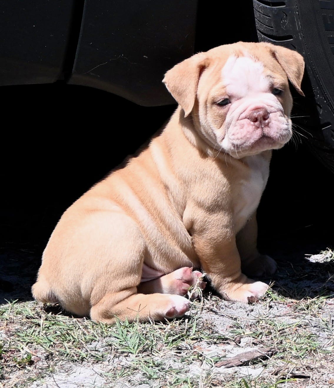 Hank – Olde English Bulldogge puppy for sale in Orlando, FL