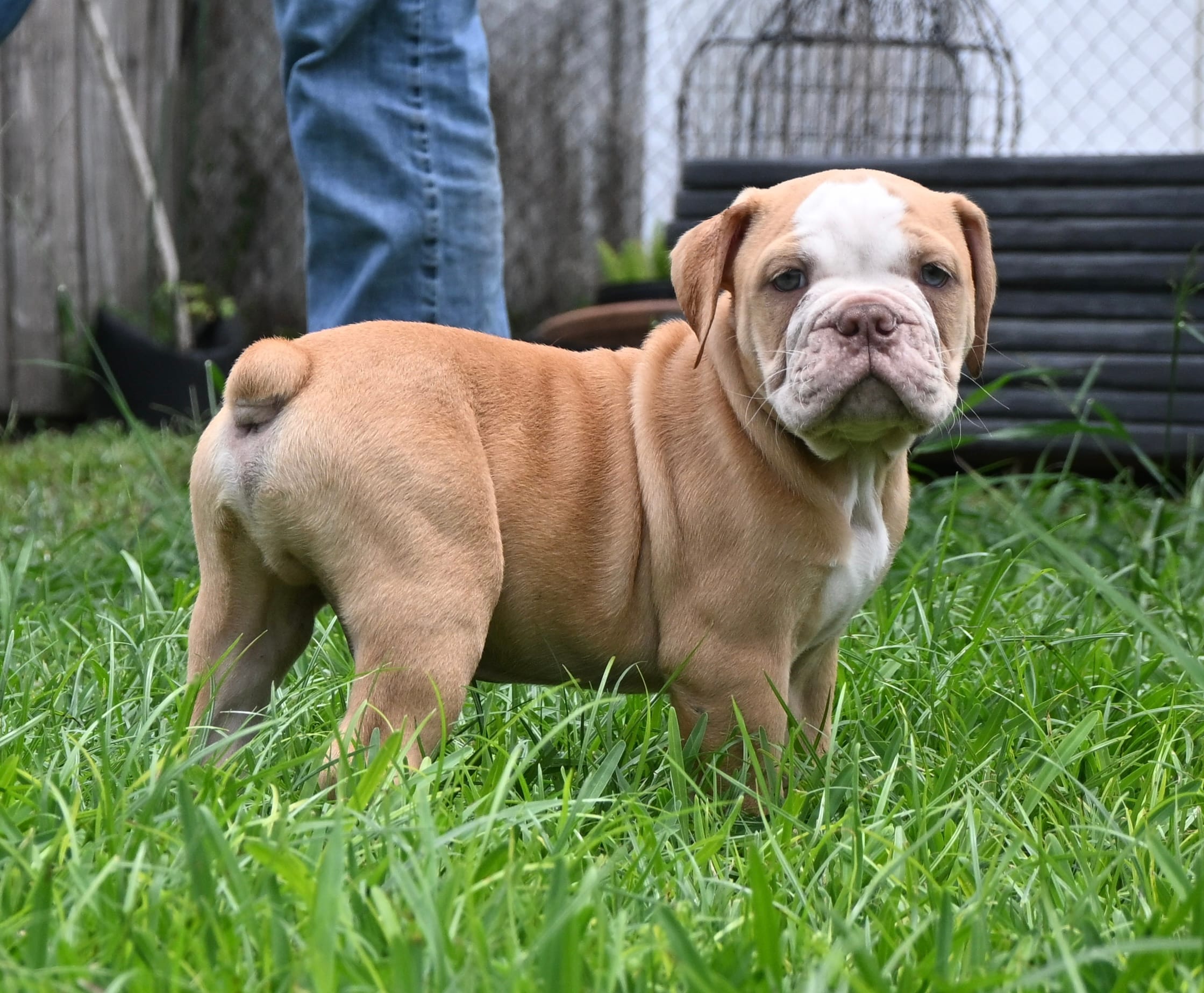 Hank – Olde English Bulldogge puppy for sale in Orlando, FL