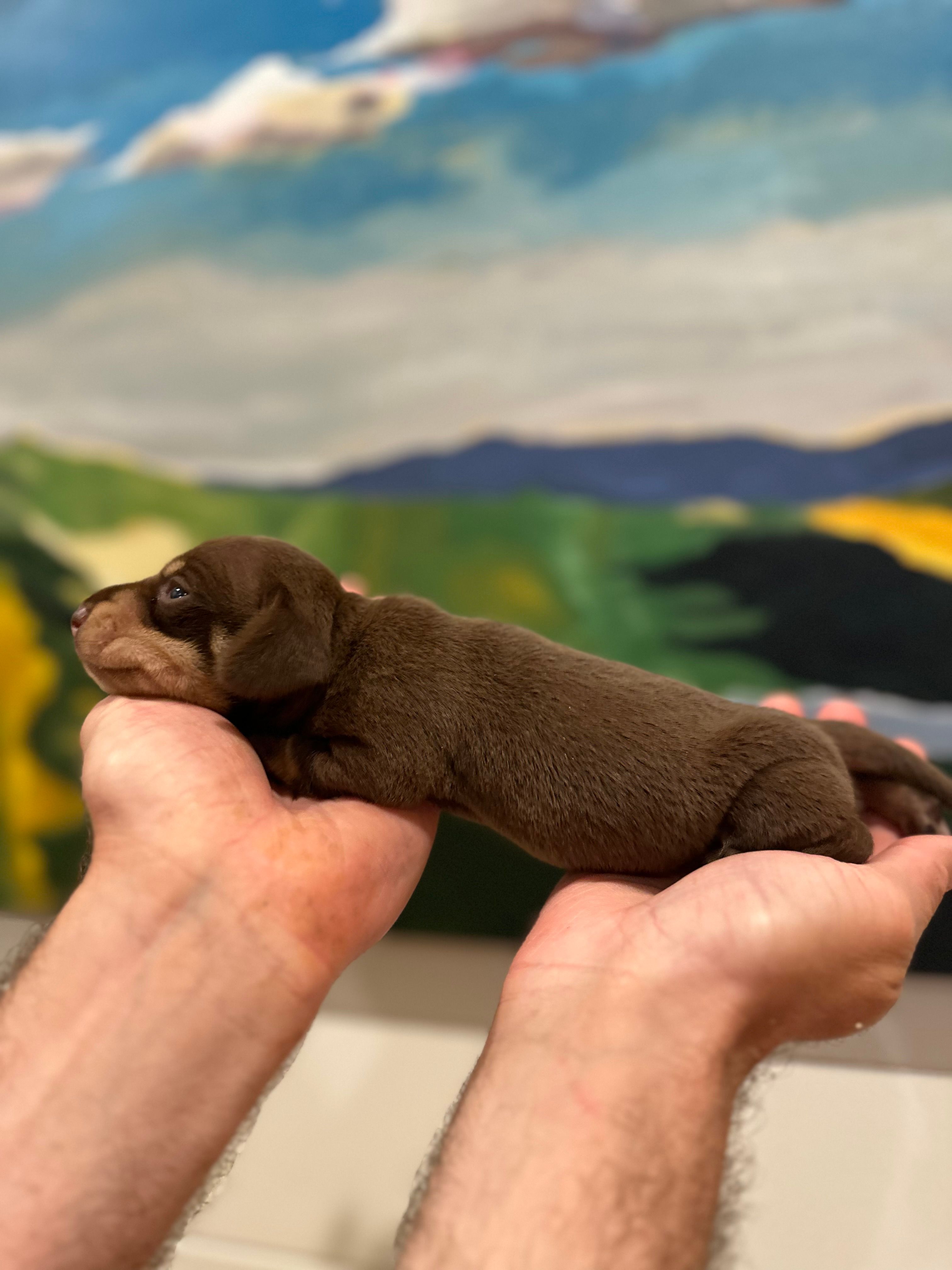 Toby  – Miniature Dachshund puppy for sale in Belmont, NC