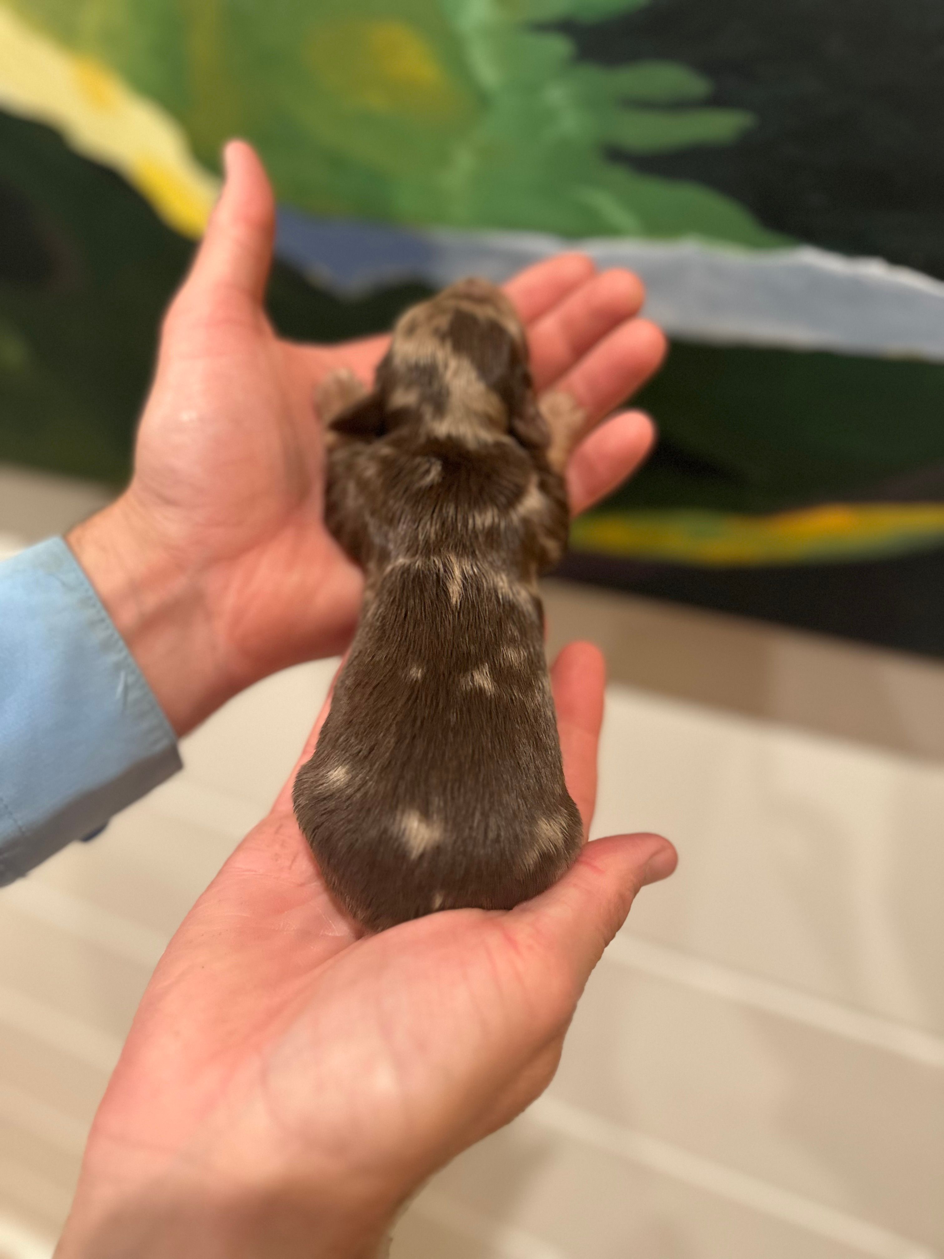 Prince – Miniature Dachshund puppy for sale in Belmont, NC