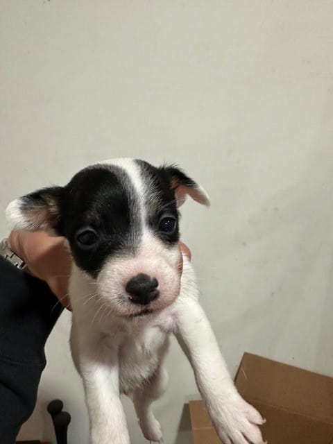 Pam – Jack Russell Terrier puppy for sale in Springfield, MO
