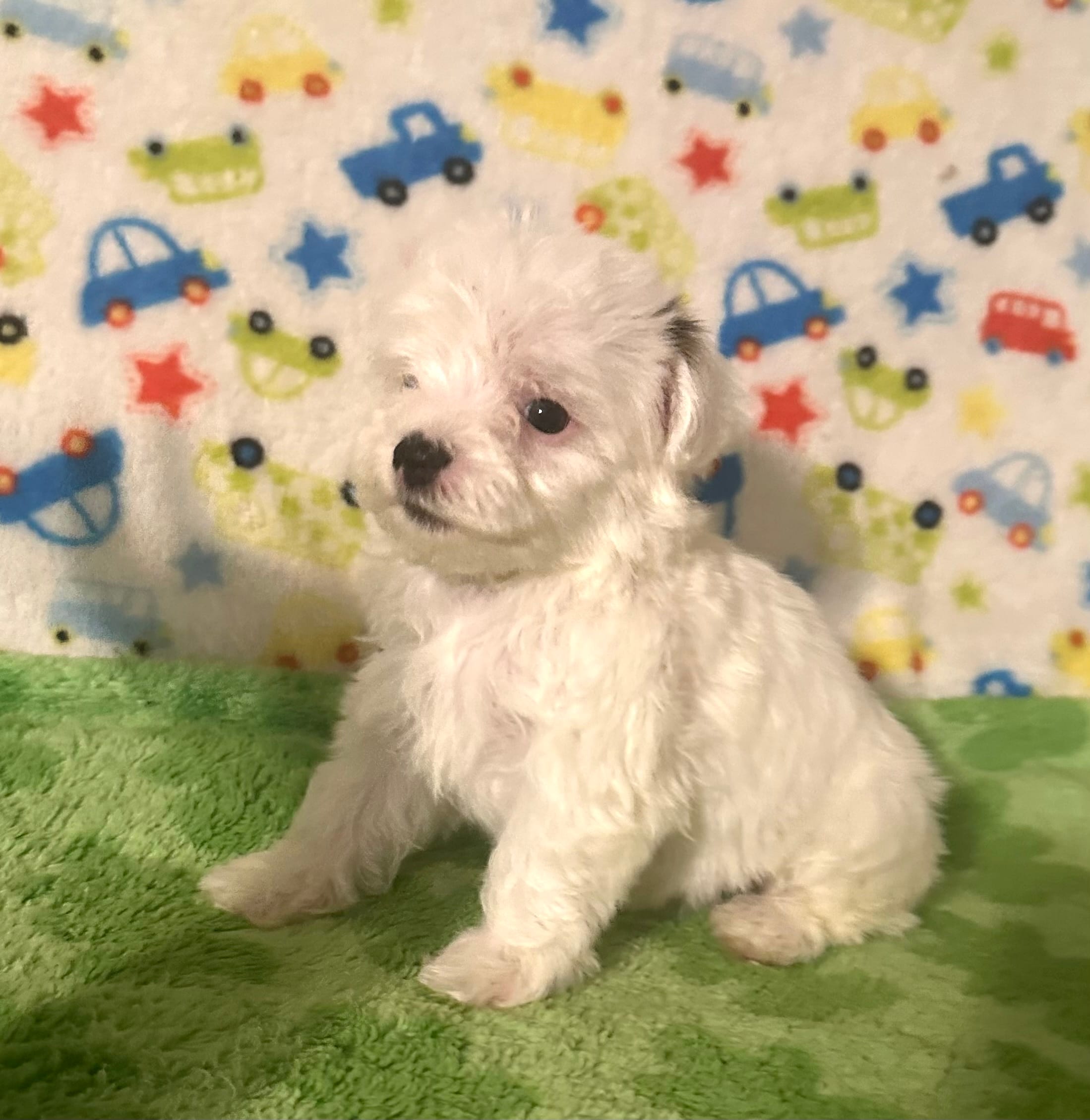 Meeko – Morkie puppy for sale in Laurel, MS
