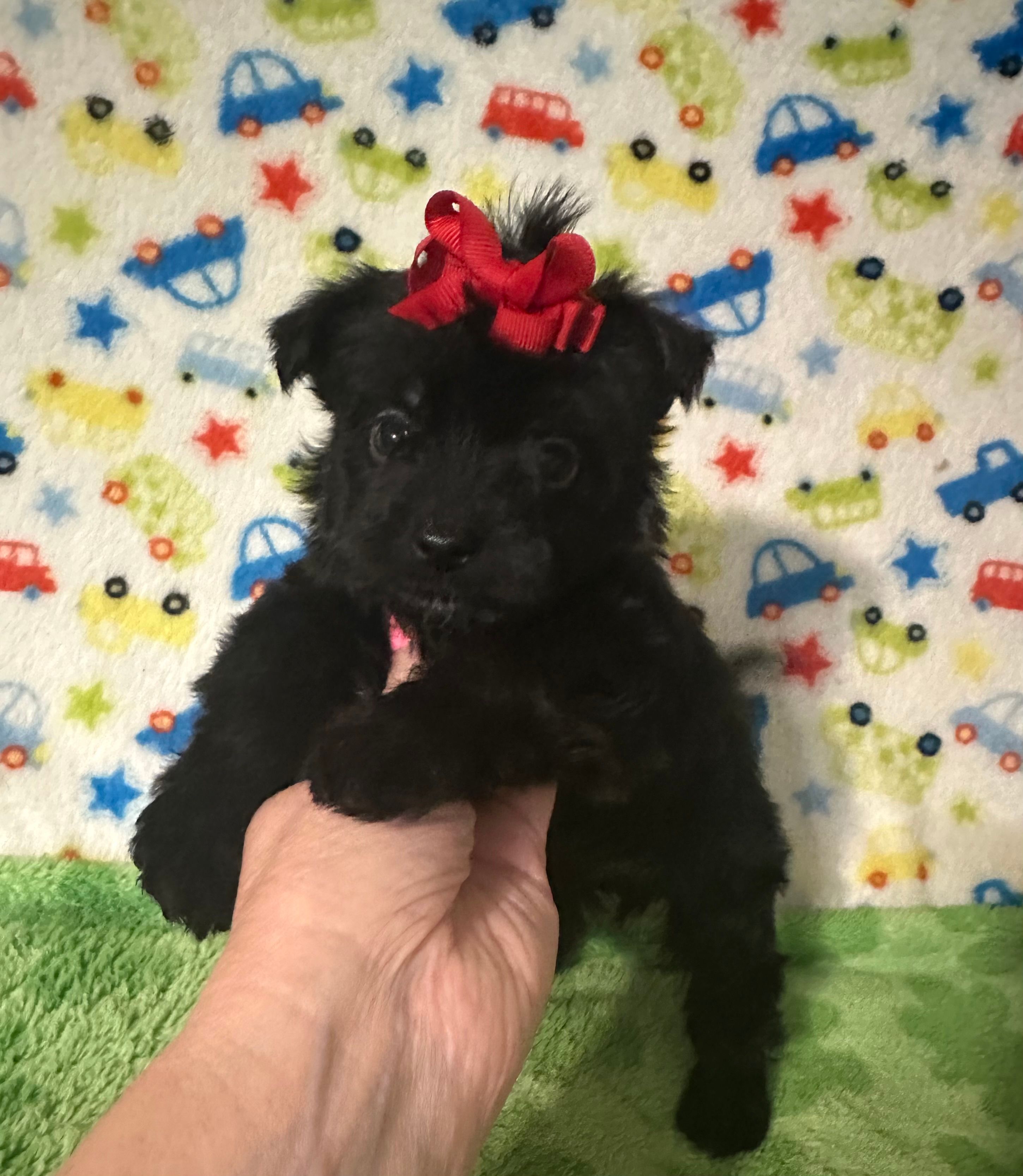 Maddie – Morkie puppy for sale in Laurel, MS