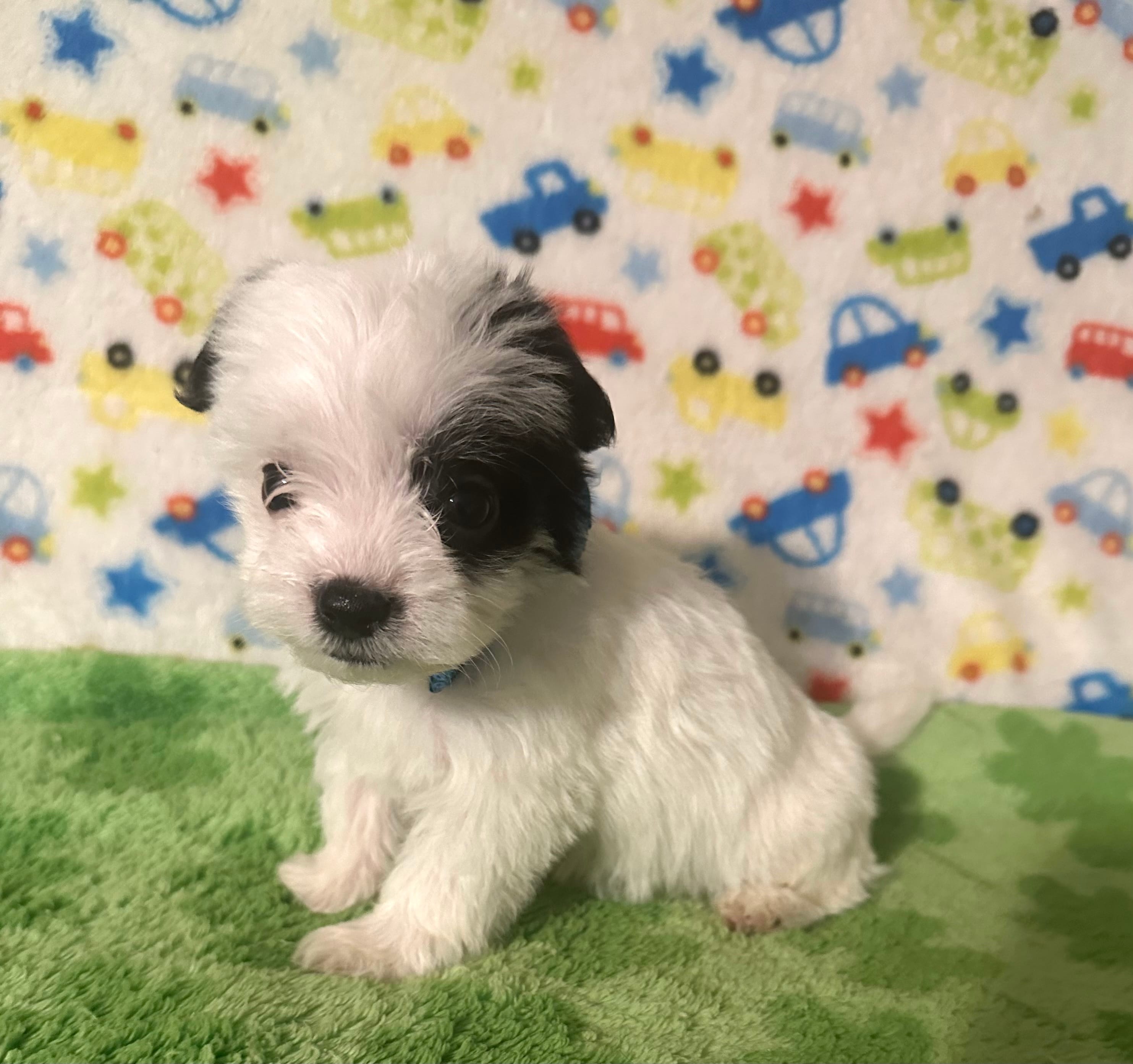 Maverick  – Morkie puppy for sale in Laurel, MS