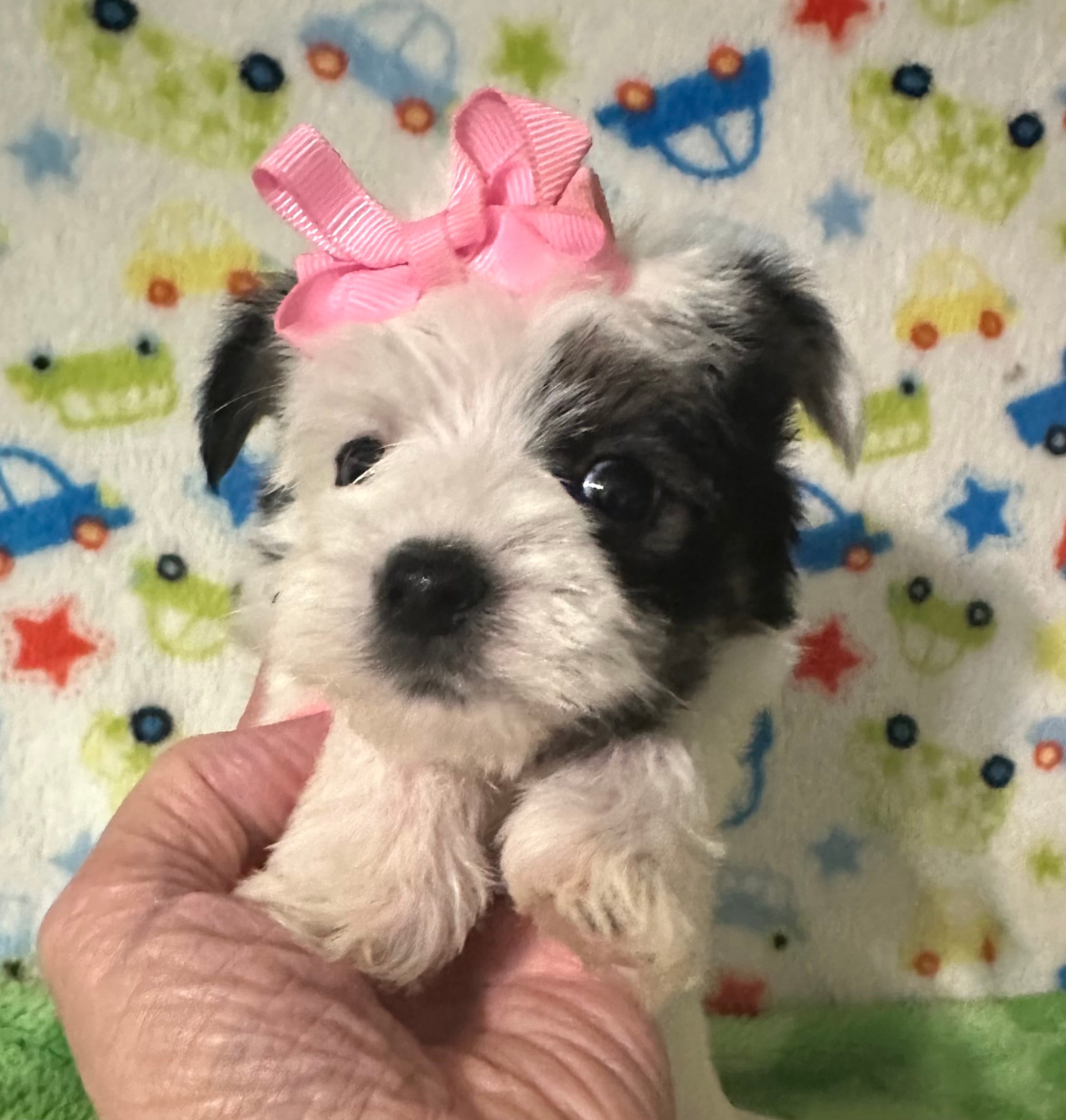 Mia – Morkie puppy for sale in Laurel, MS