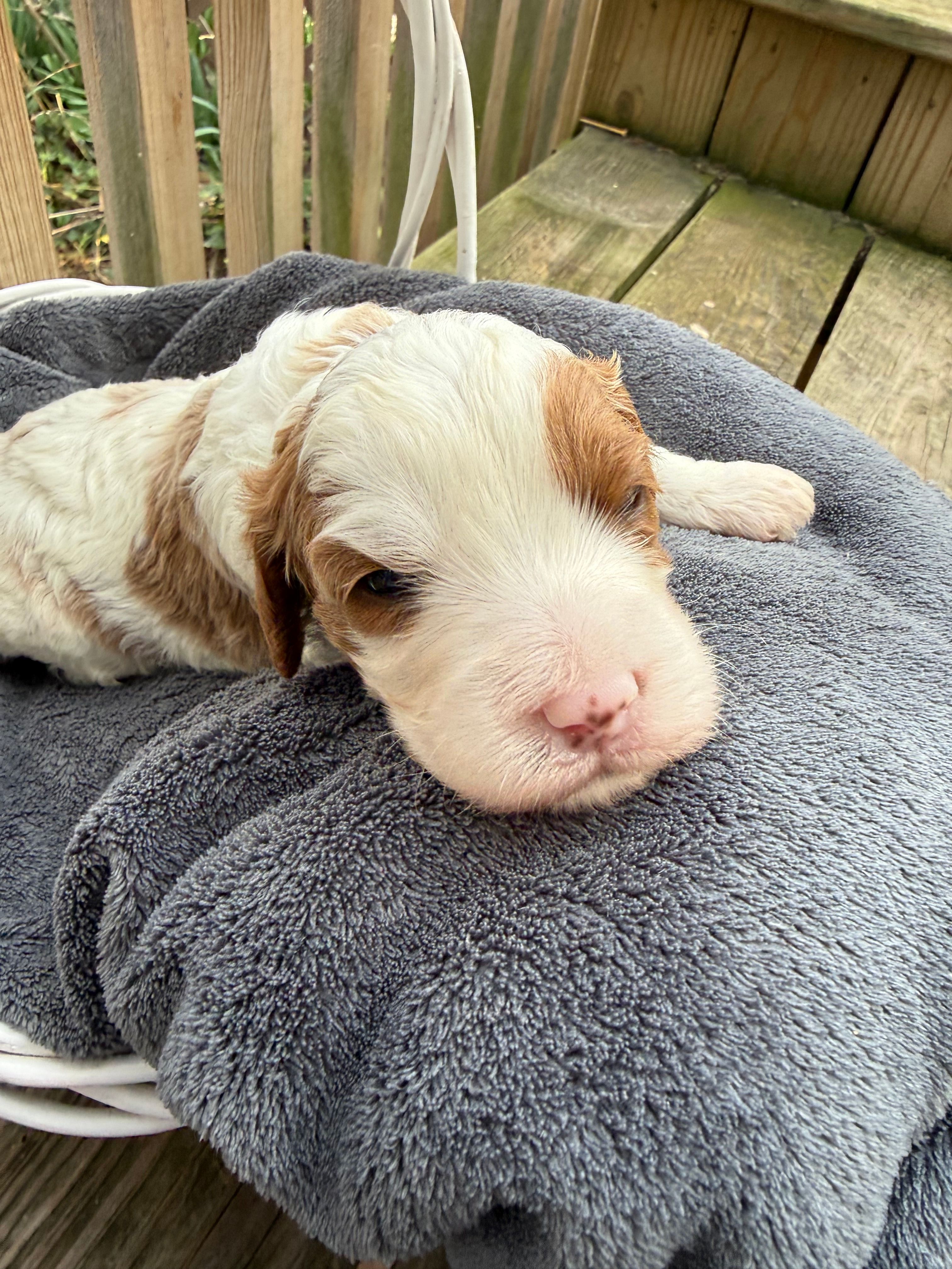 Simon – Cavapoo puppy for sale in Ephrata, PA