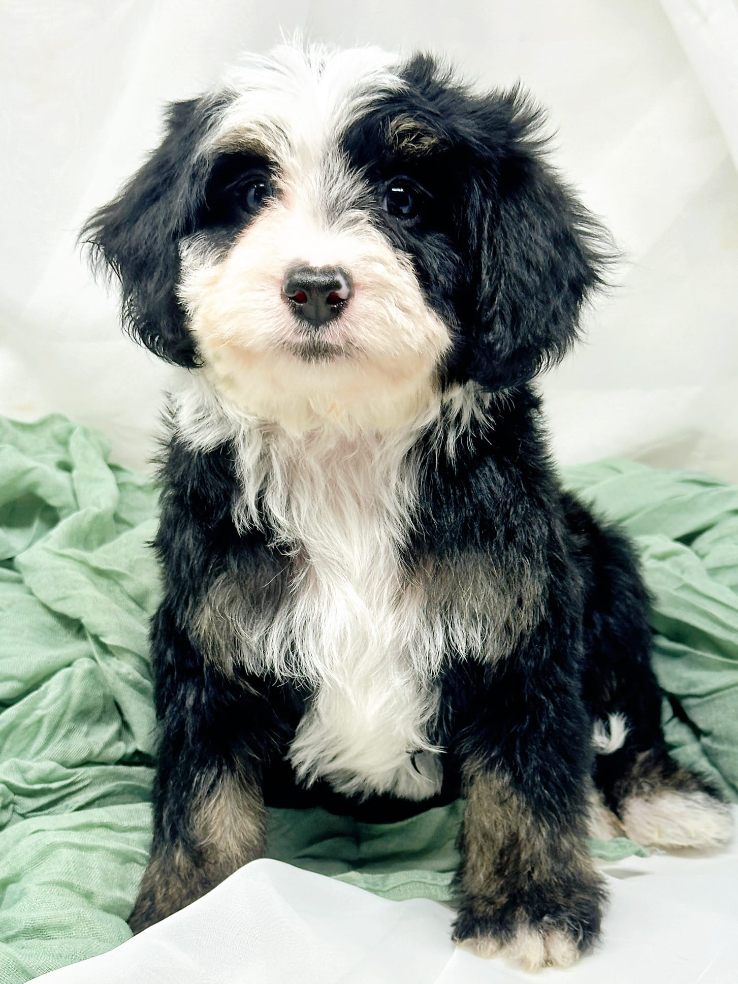 Brystol-PetiteOFAparents