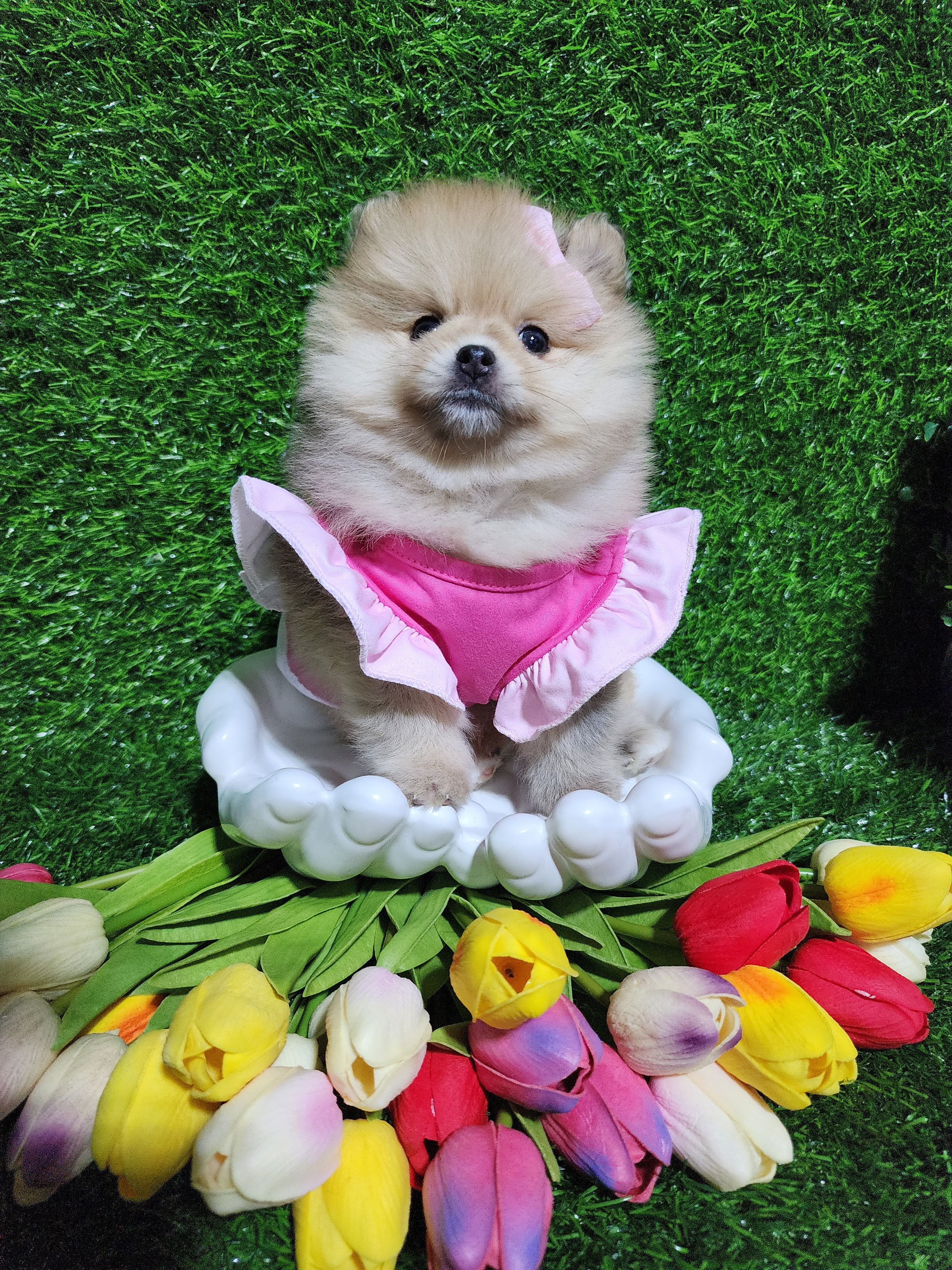 Tasha – Pomeranian puppy for sale in Wilson, NC