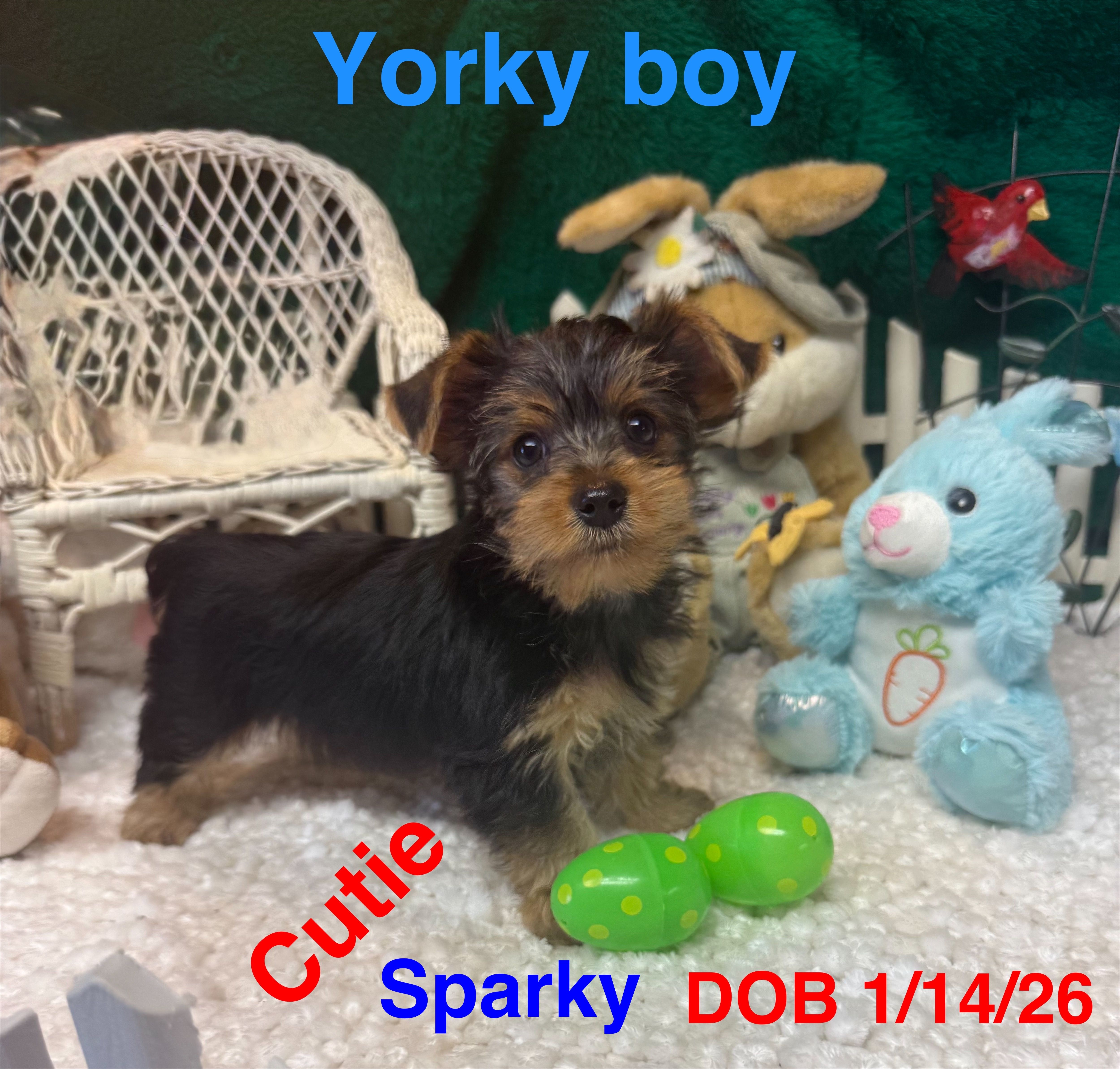 Rocky – Yorkshire Terrier puppy for sale in Jacksonville, TX