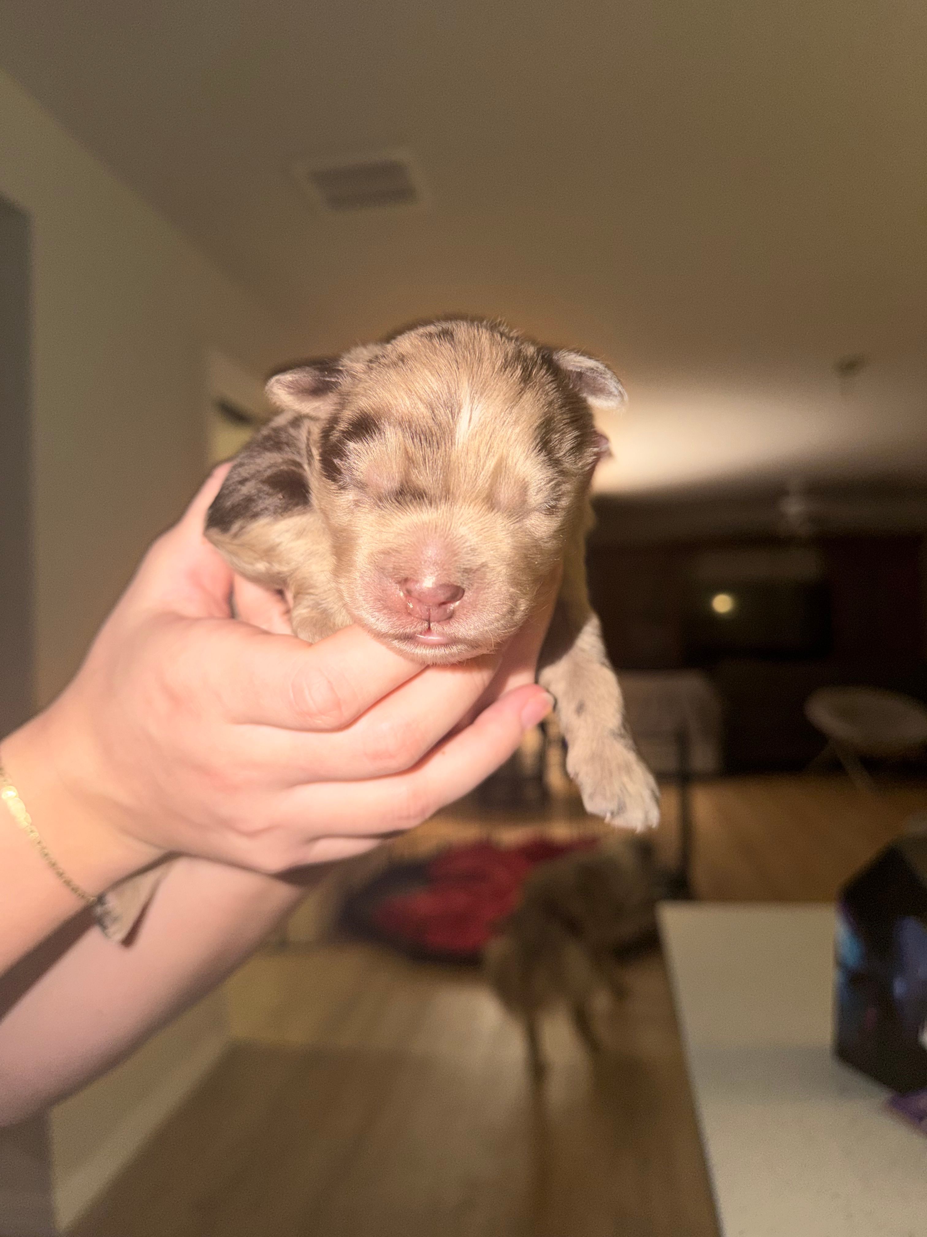 Max – Australian Shepherd puppy for sale in Palm Bay, FL