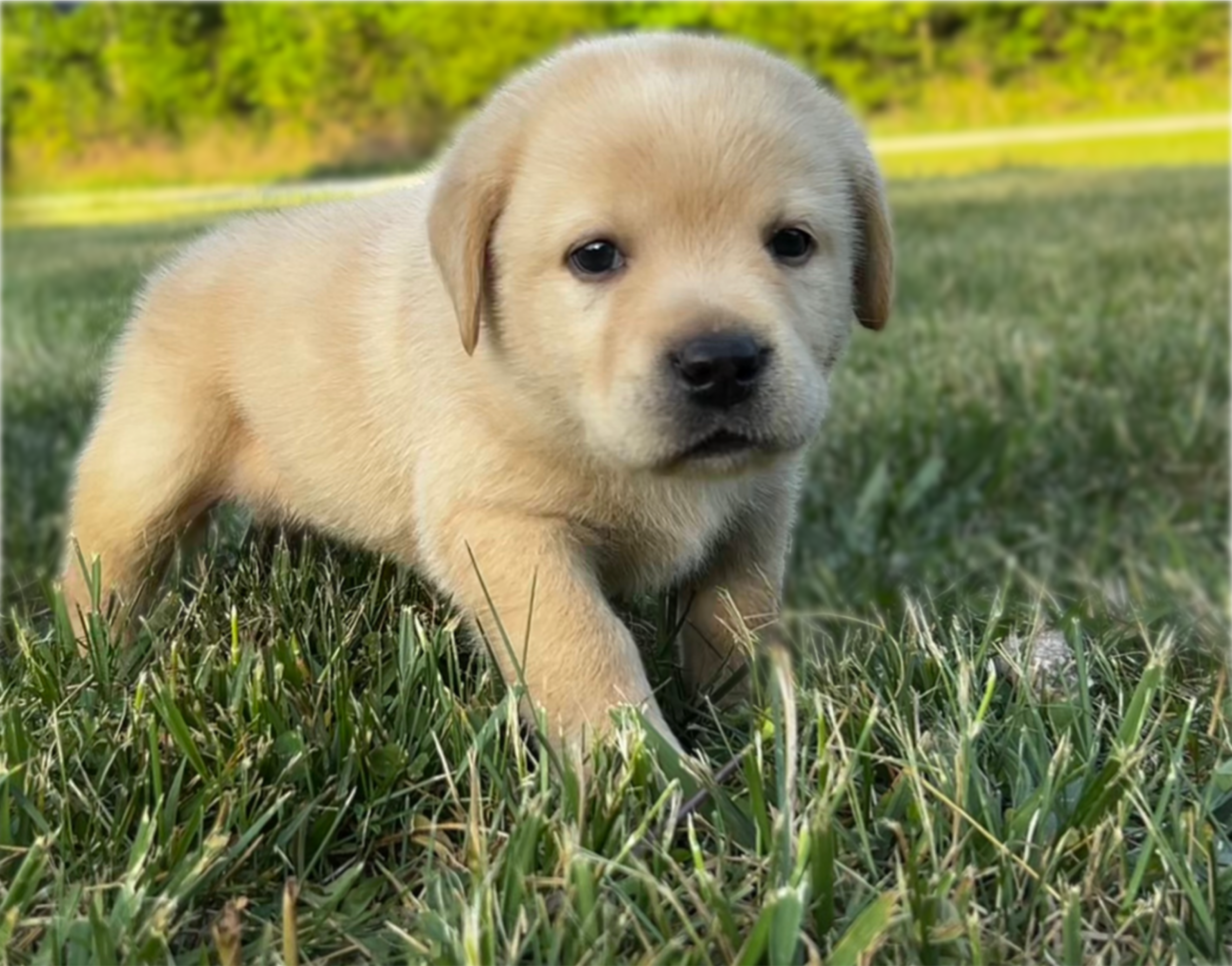 English Teal – Labrador Retriever puppy for sale in Harned, KY