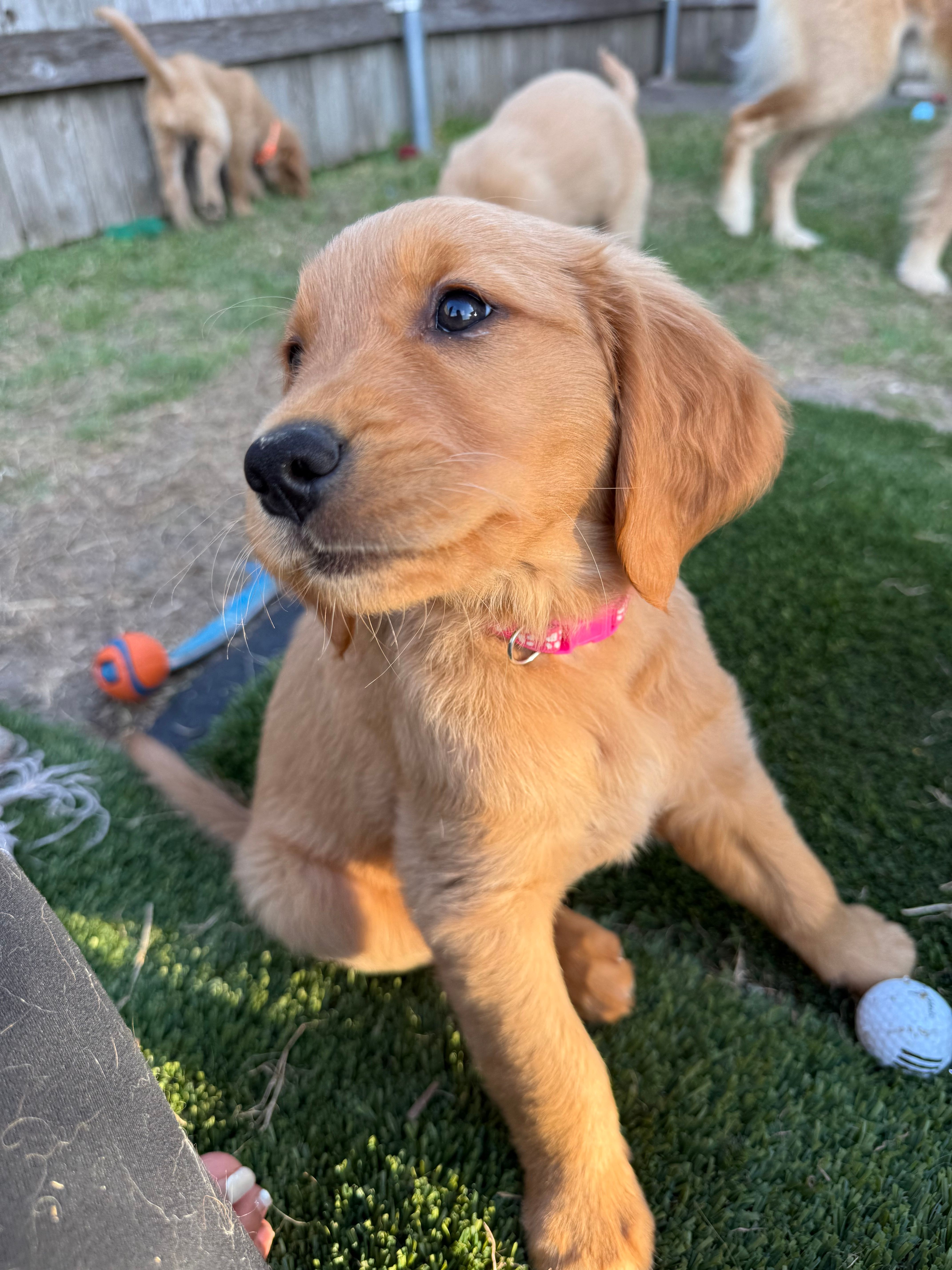 Golden Retriever Puppy – Female – Sky  – Golden Retriever puppy for sale in Austin, TX