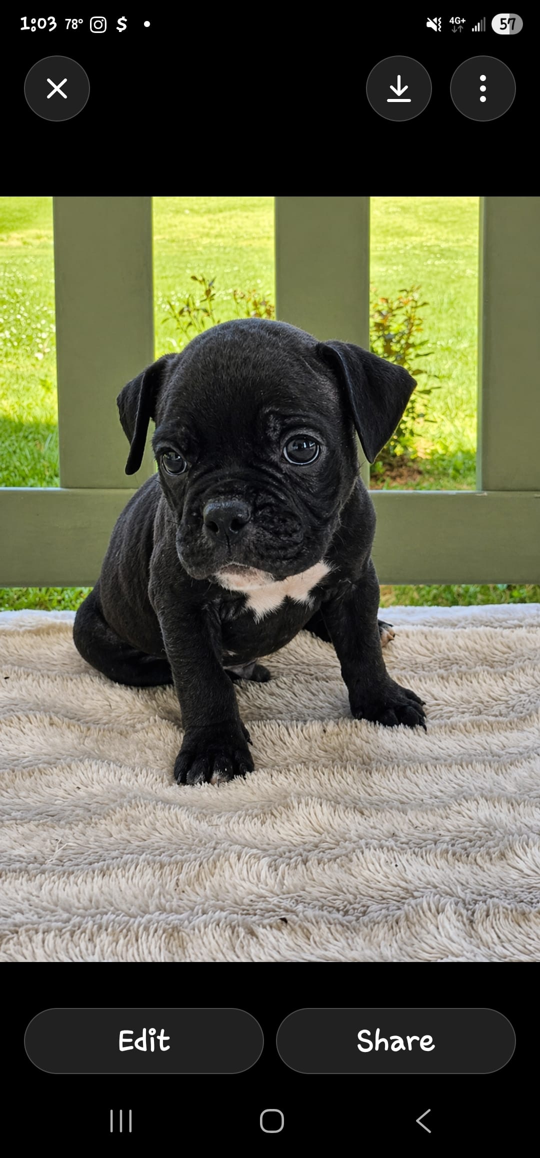 Fiona pups – Olde English Bulldogge puppy for sale in Athens, AL