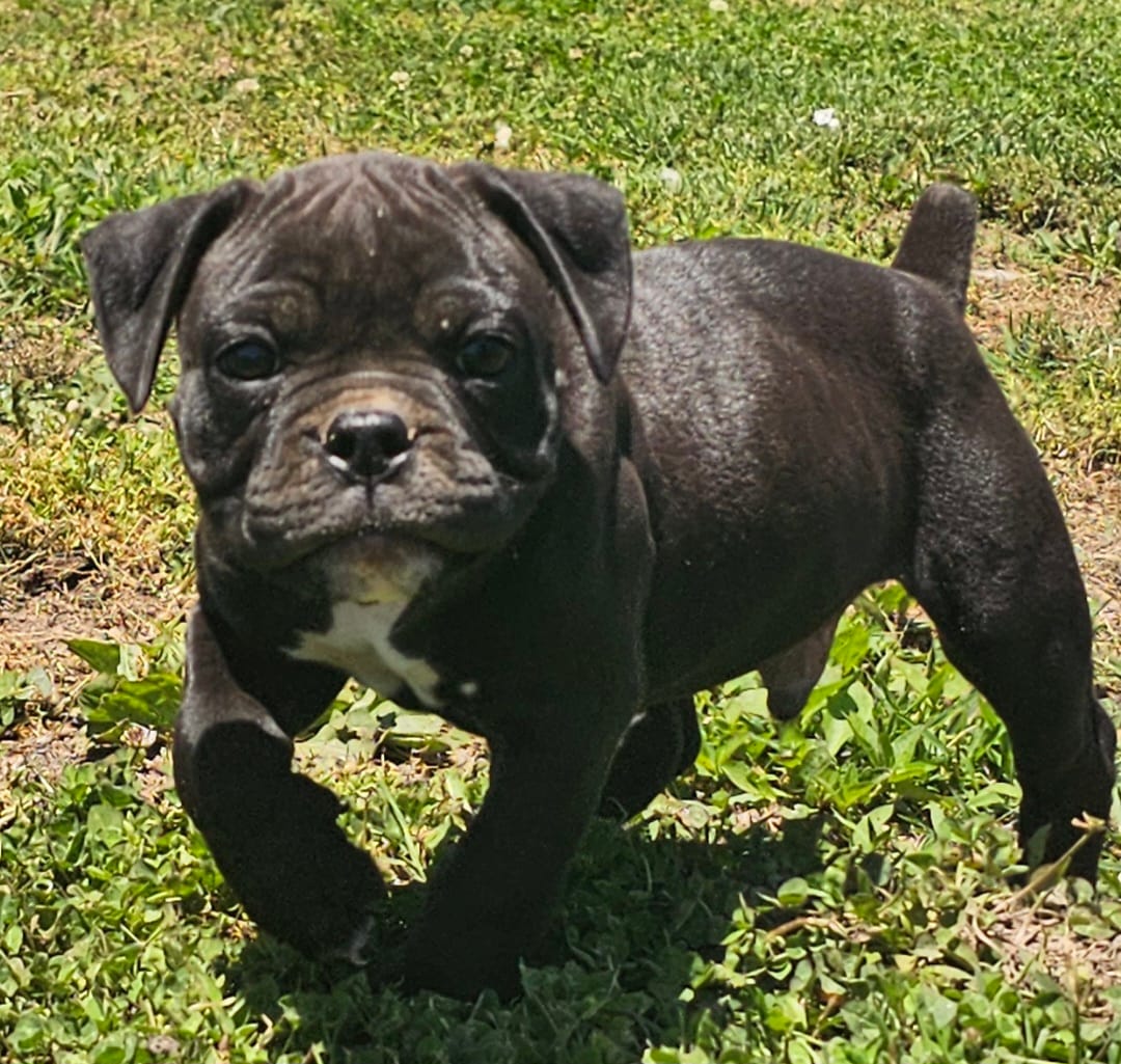 Fiona pups – Olde English Bulldogge puppy for sale in Athens, AL